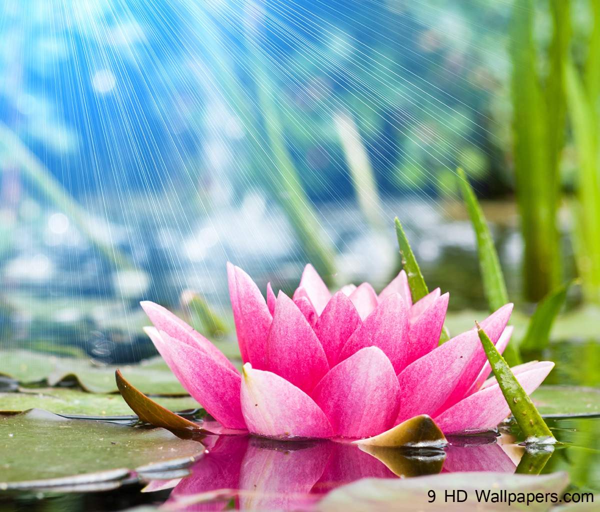 Lotus Flower HD Wallpapers, Flowers Image And Photos – Full HD