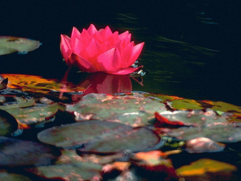 Flower wallpapers for pc, flower lotus wallpapers Wallpapers