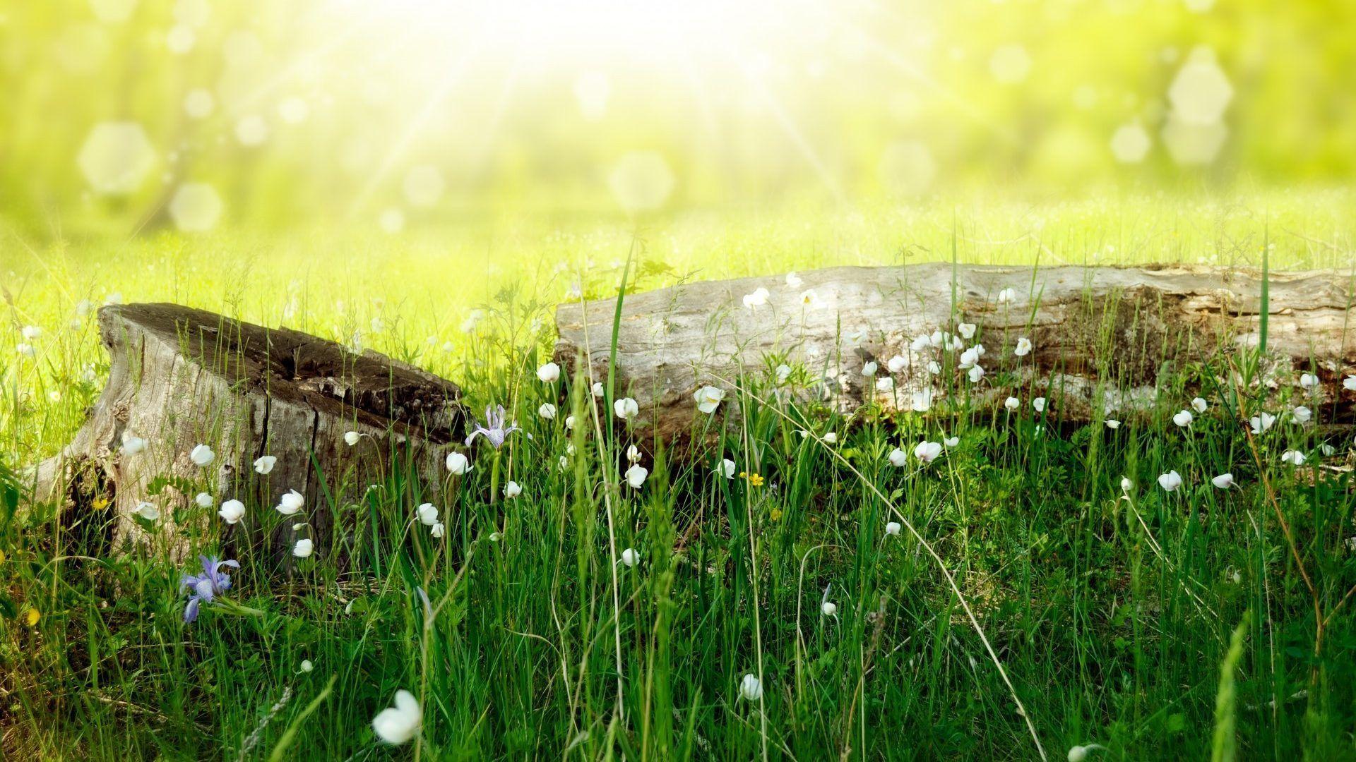 Flower Grass Meadows Meadow Flowers Hd Wallpapers 1080p Free