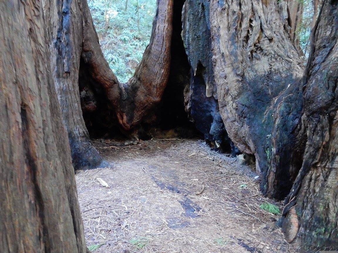 Muir Woods National Monument, a Bay Area Oasis