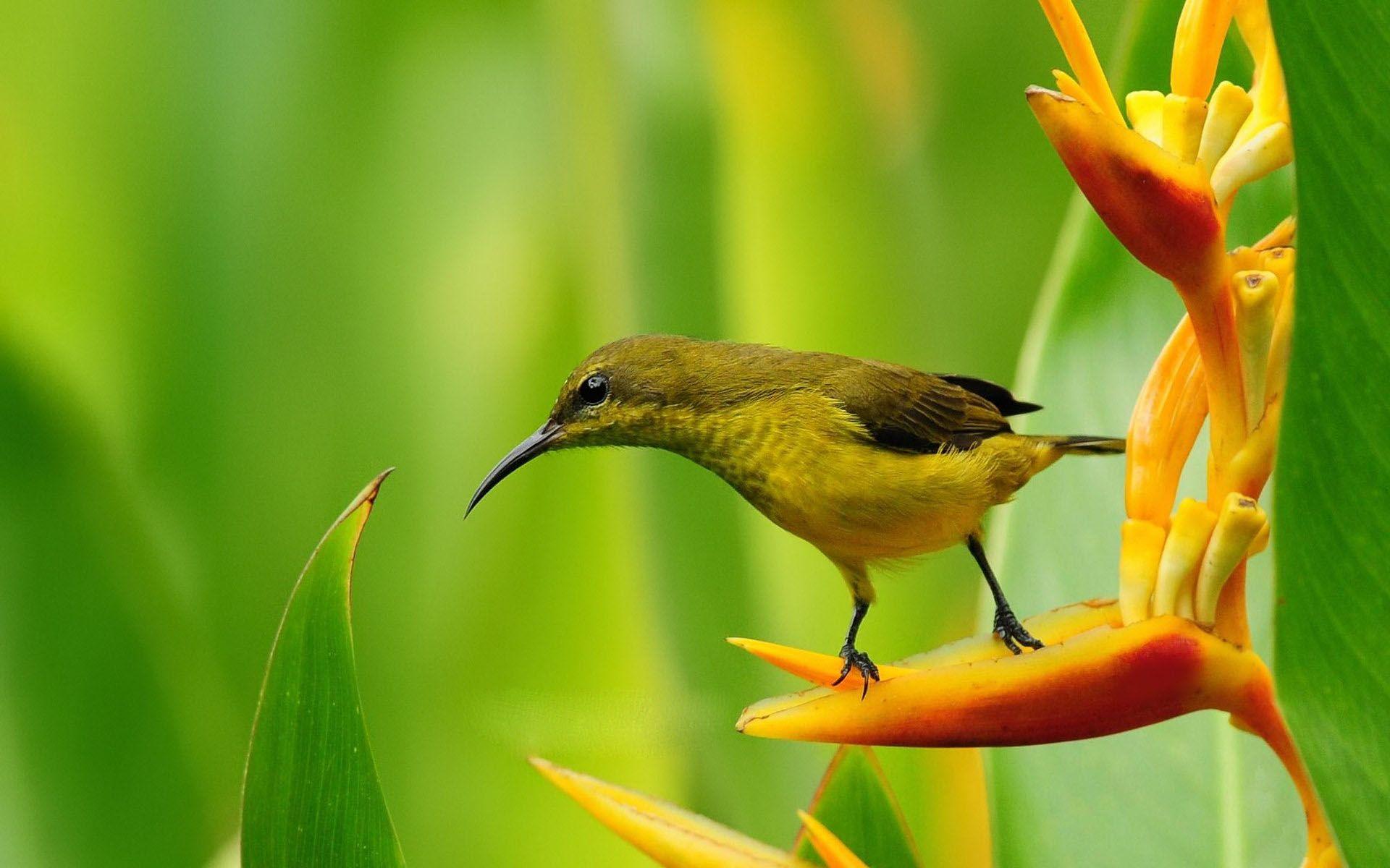 Spring Flowers And Birds Wallpaper Backgrounds 1 HD Wallpapers