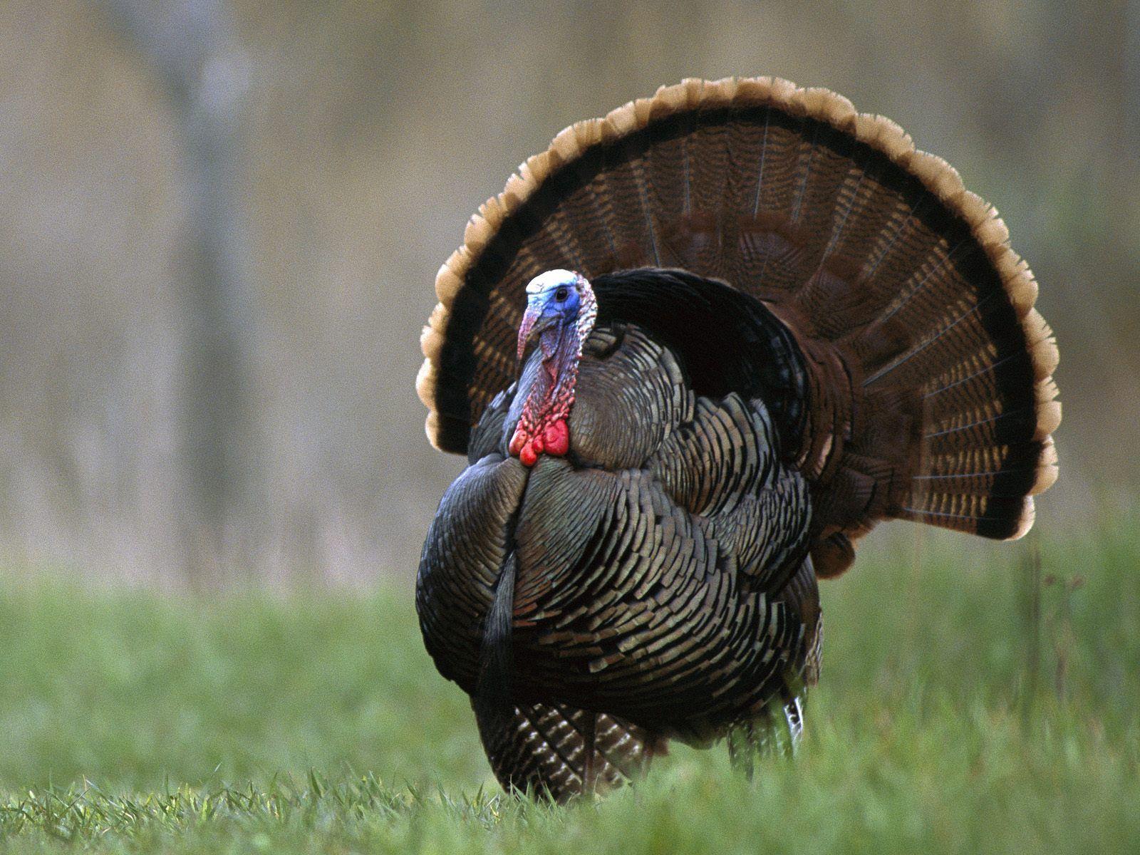 Wild Turkey. In springtime they are all out on patrol, rustling