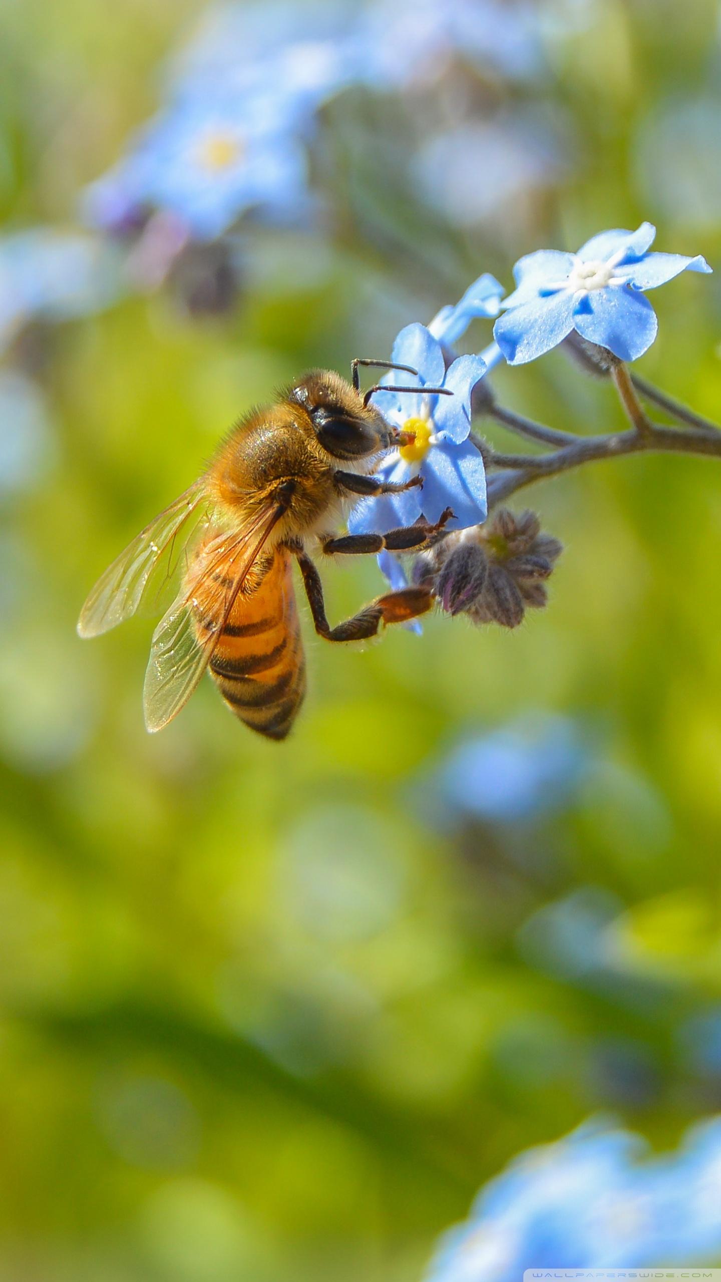 Amazing Bee ❤ 4K HD Desktop Wallpapers for • Wide & Ultra Widescreen