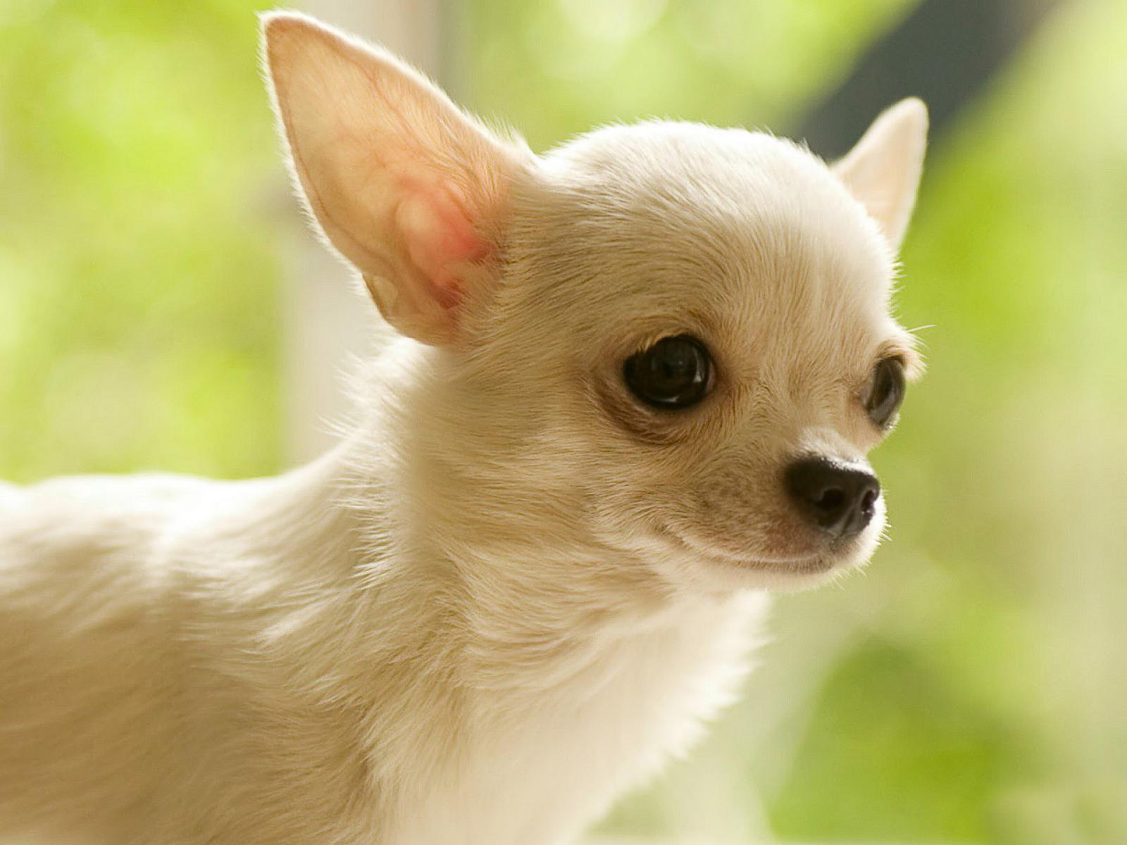 Chihuahua Wallpapers 14