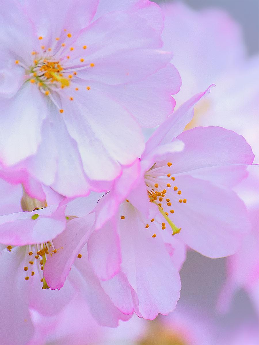 Free Cherry Blossom Wallpapers