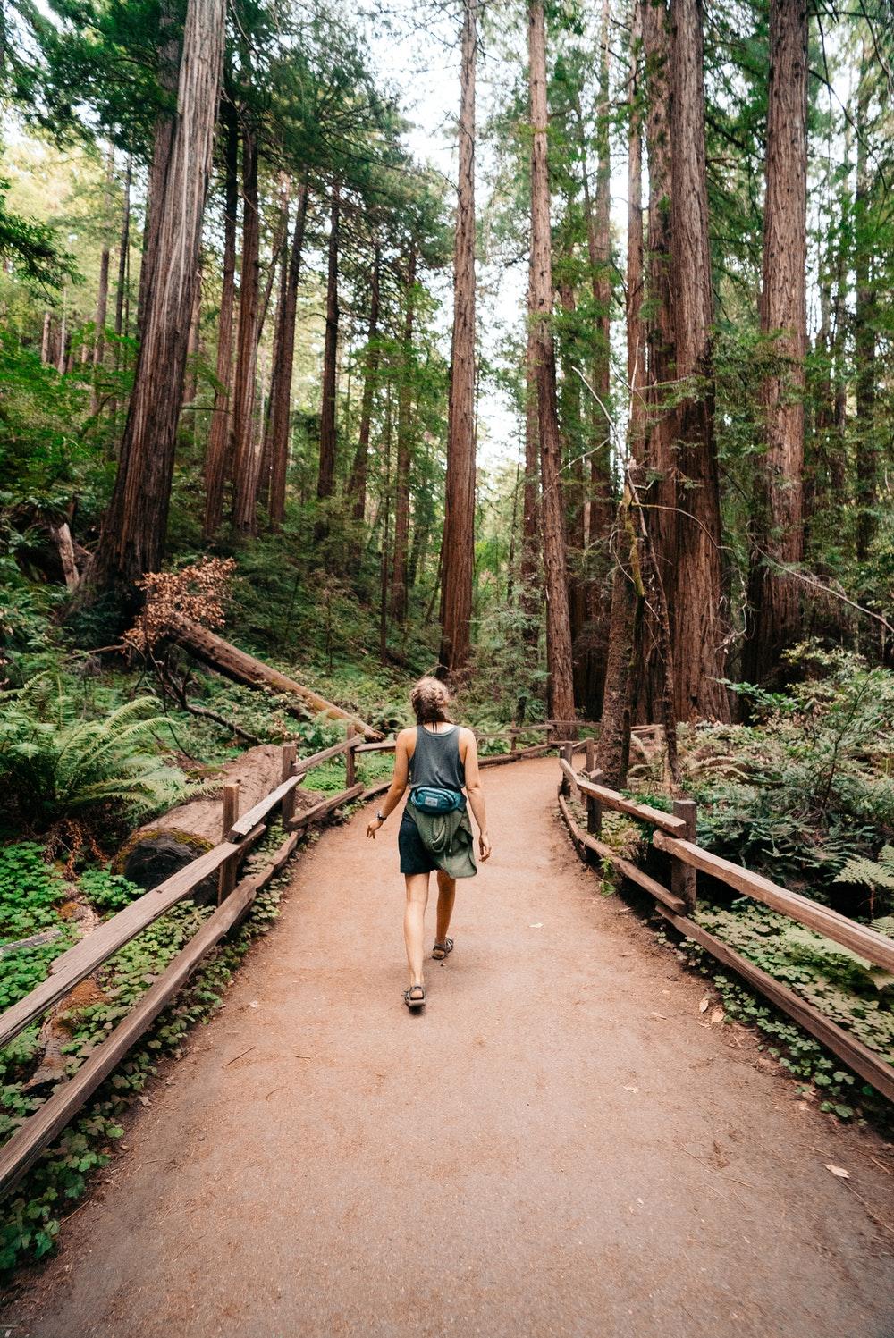 Muir Woods National Monument, Mill Valley, United States Pictures