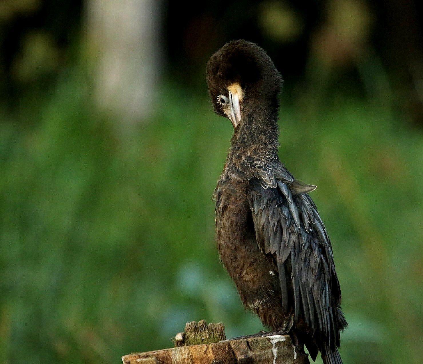 Little Cormorant With A Pleasant Bakcground