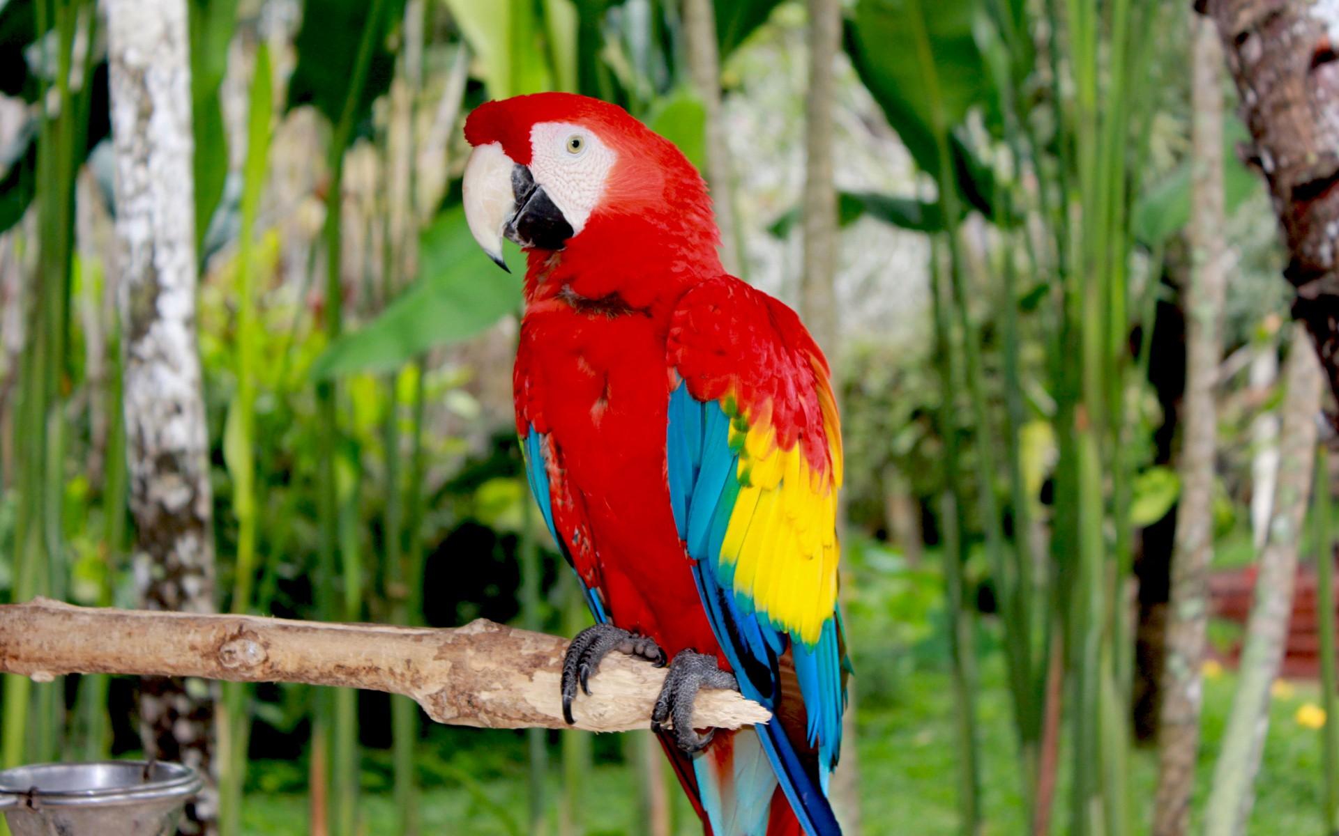 Macaw Wallpapers 13