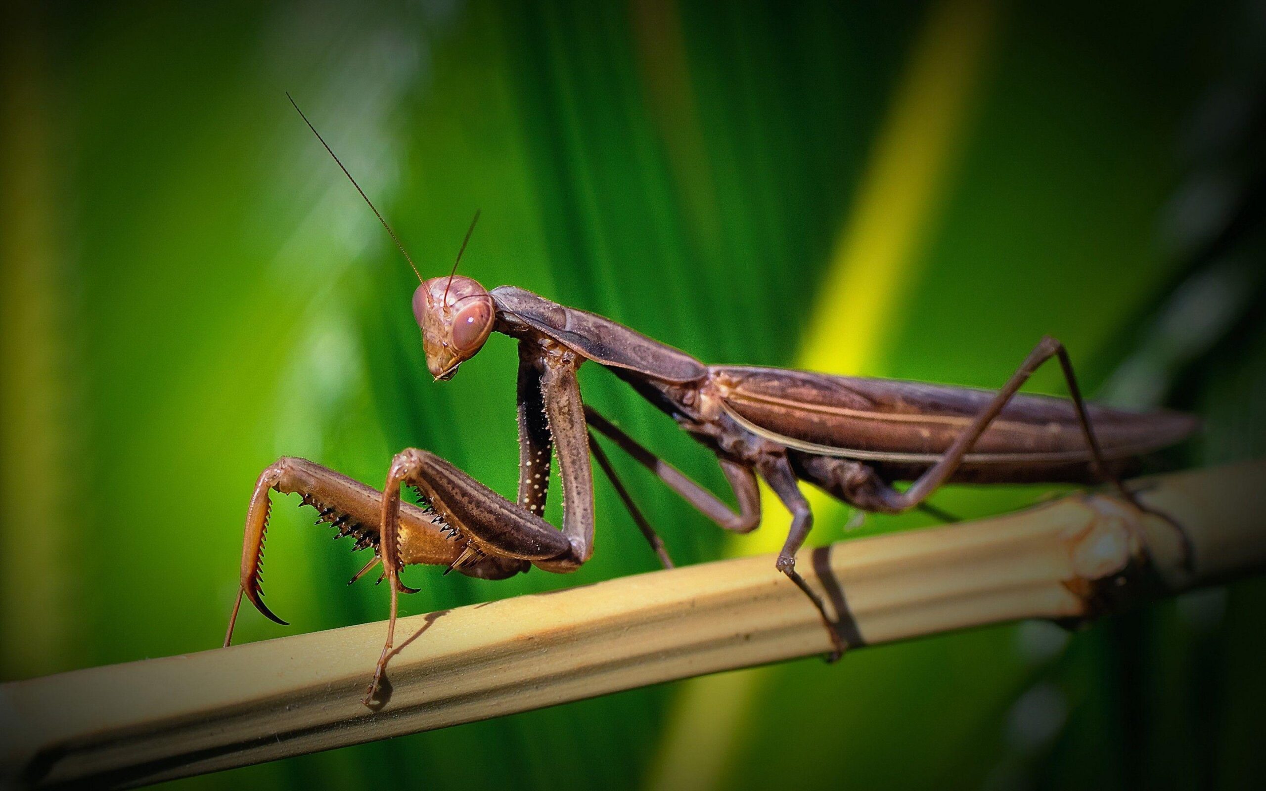 105 Praying Mantis HD Wallpapers