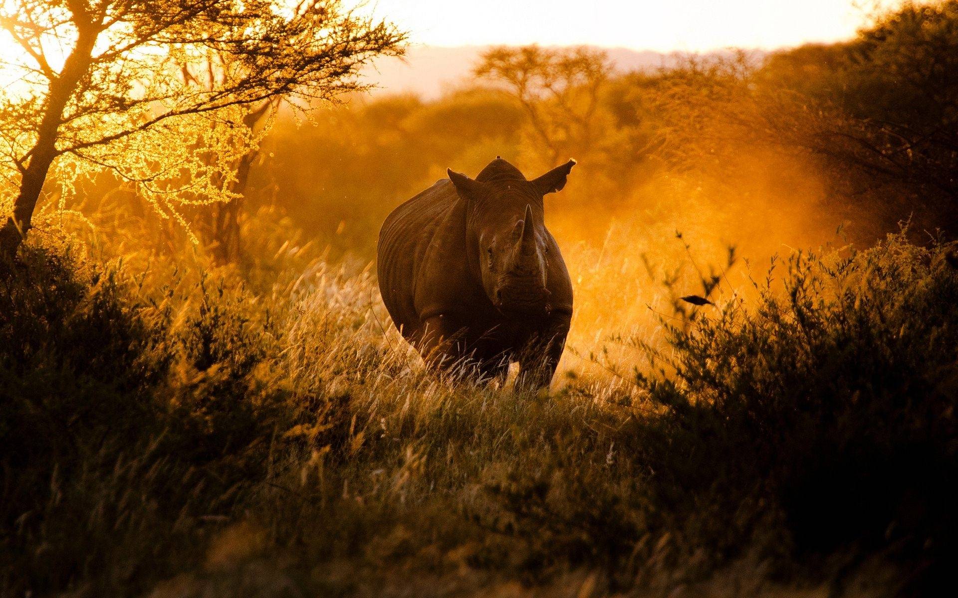 Rhinoceros Wallpapers 36