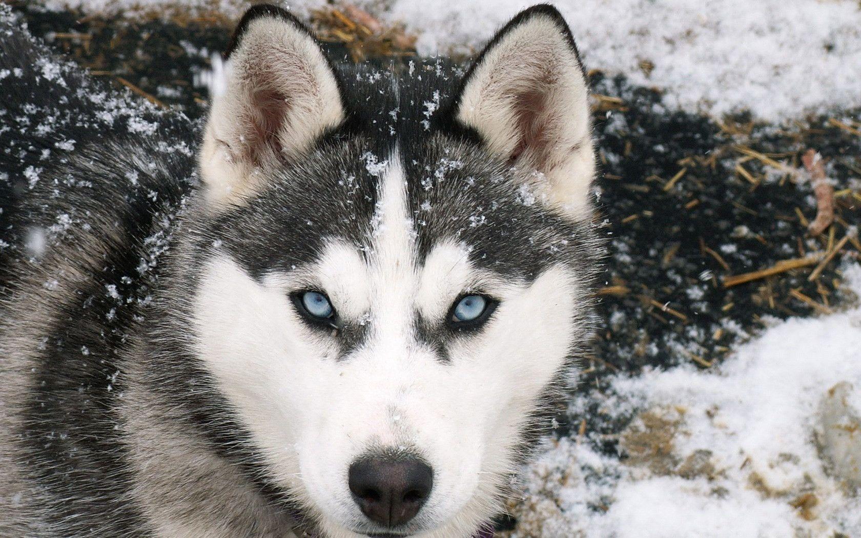 Siberian Wolf Wallpapers