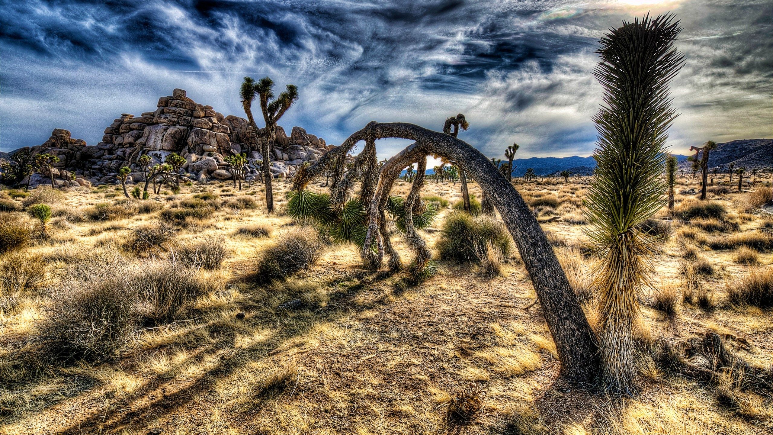 joshua tree national park