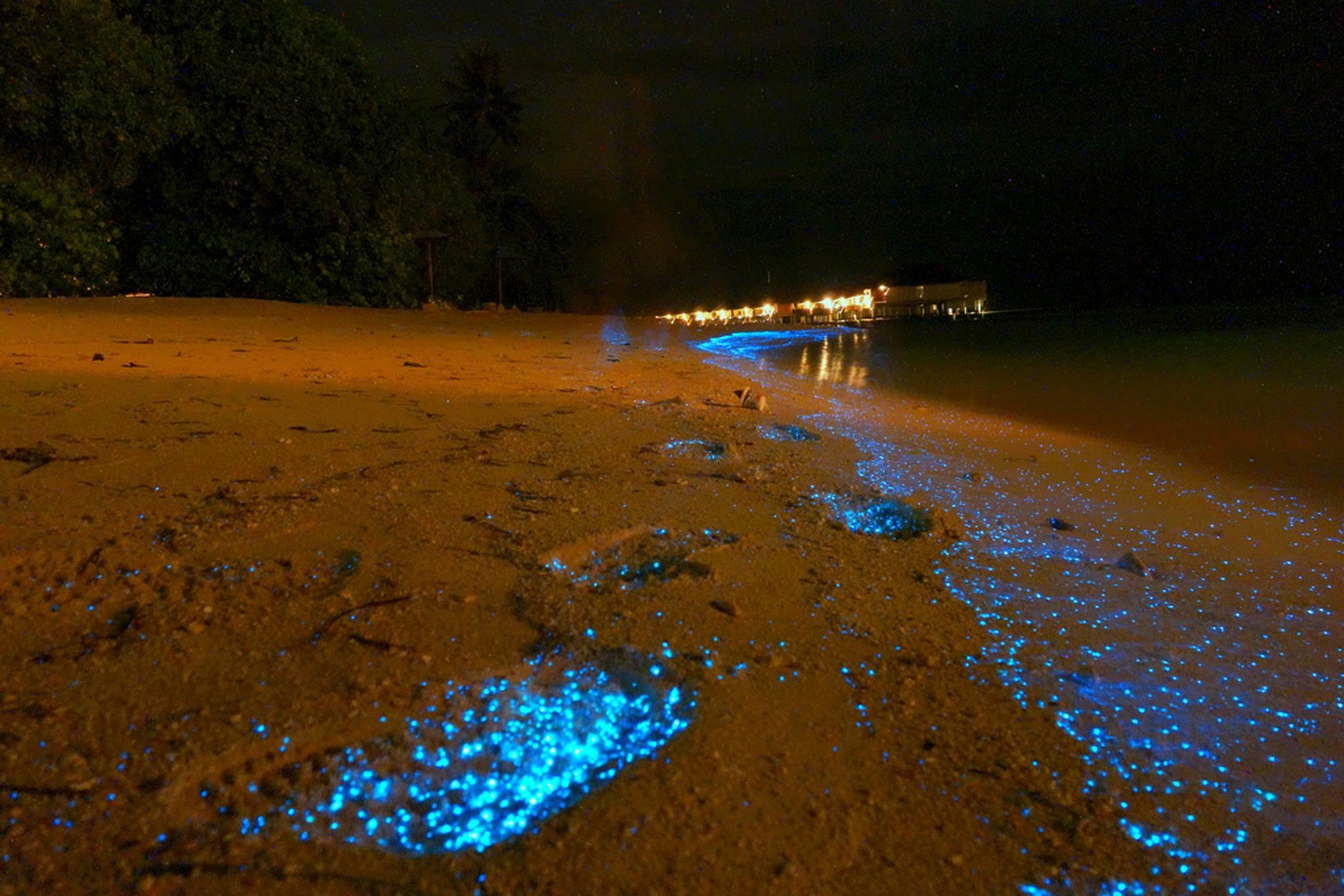 Maldives beach becomes sea of stars thanks to bioluminescent