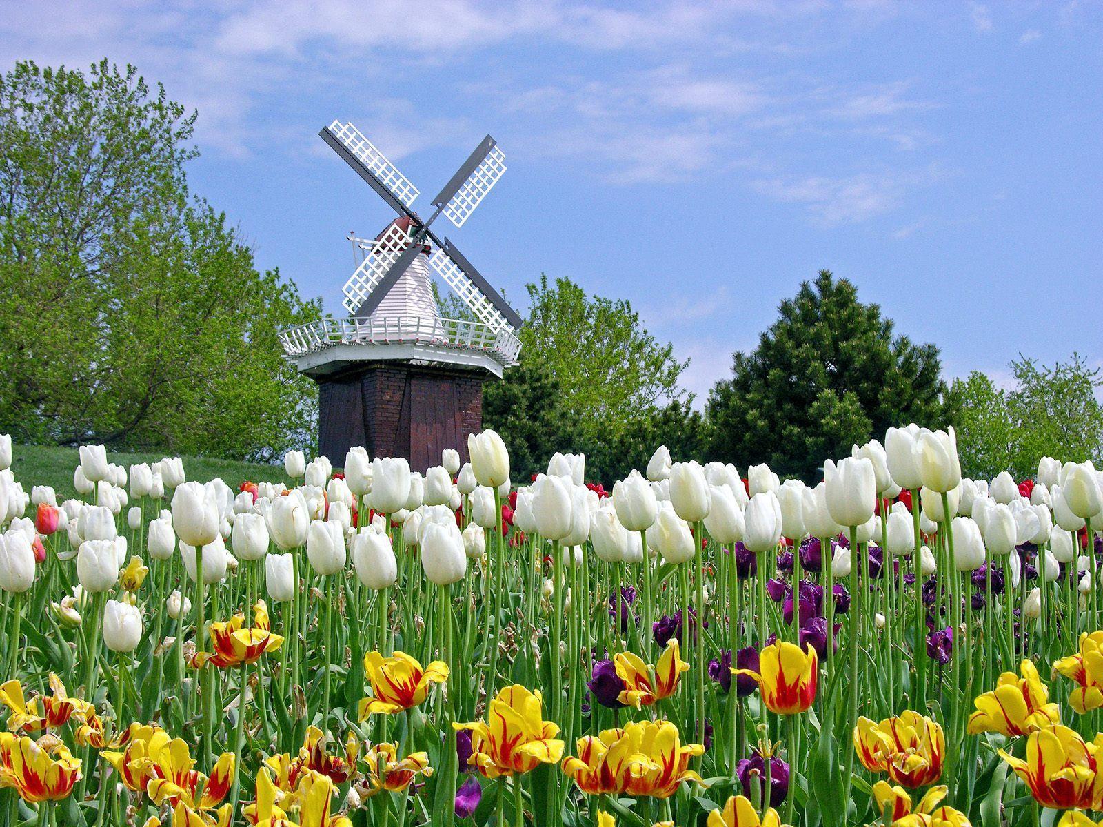 Tulip Flower Garden In Amsterdam Wallpapers