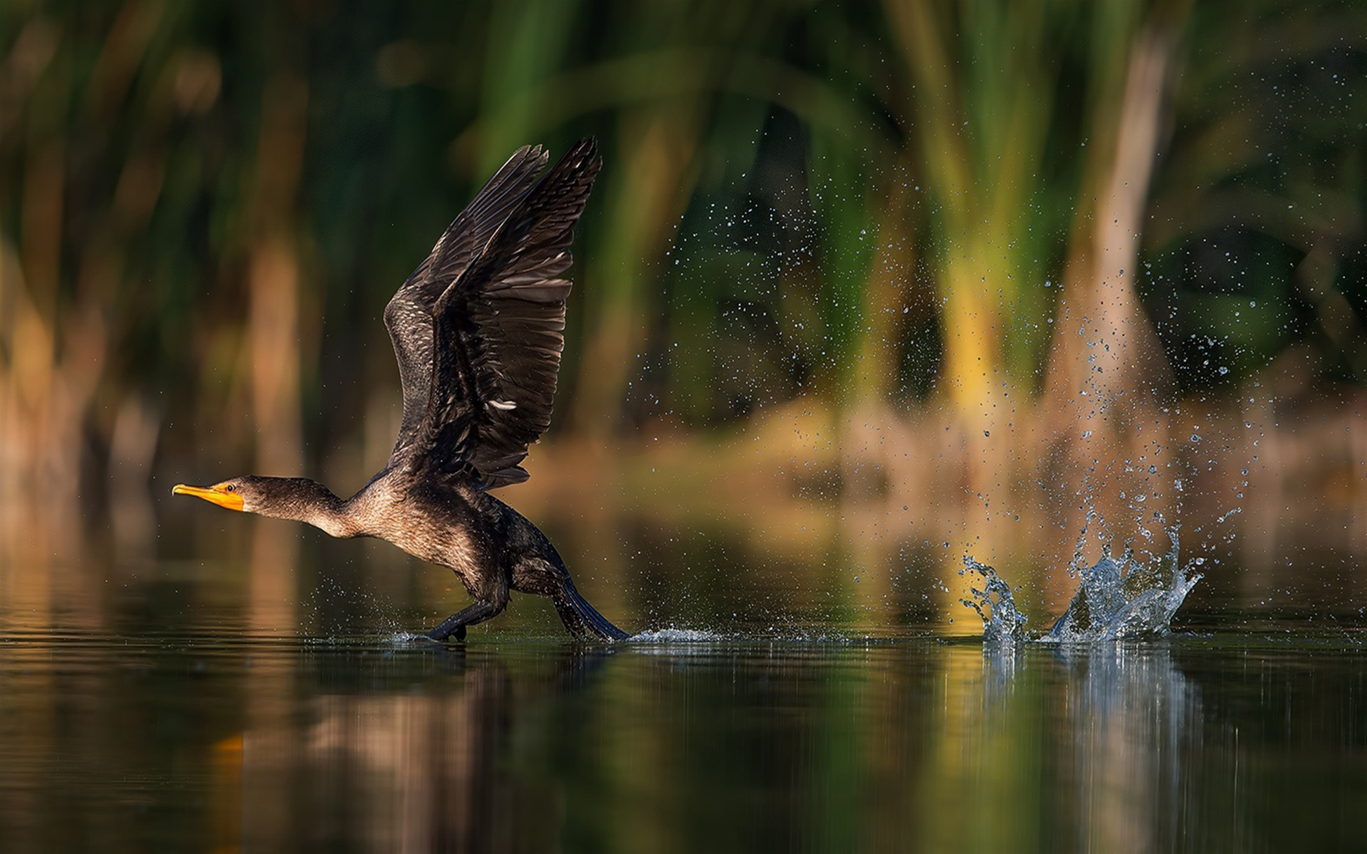 Cormorant Bird Taking Off From Lake Water Desktop Wallpapers