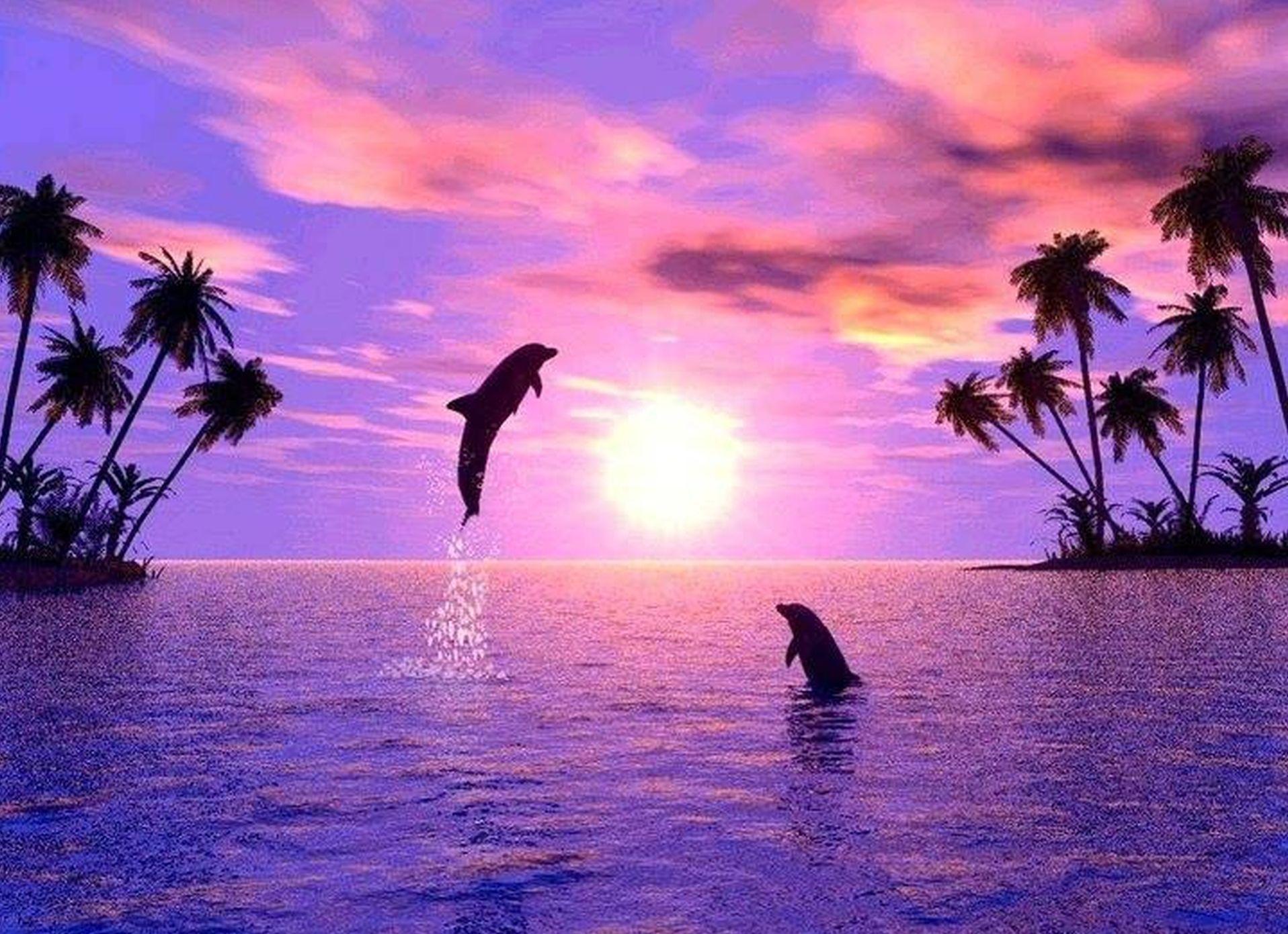 Dolphin Beach Wallpapers