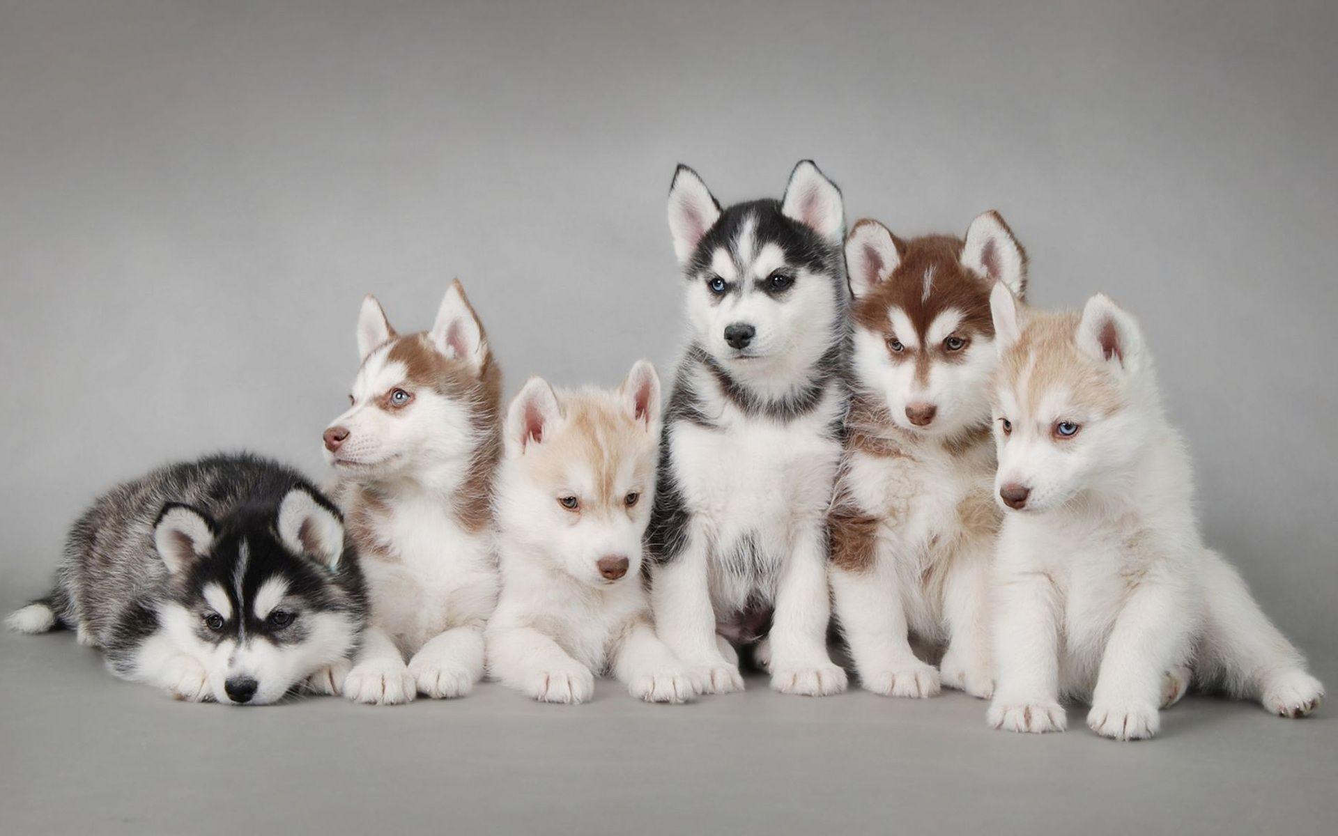 Puppies Wallpapers Free Desktop Group