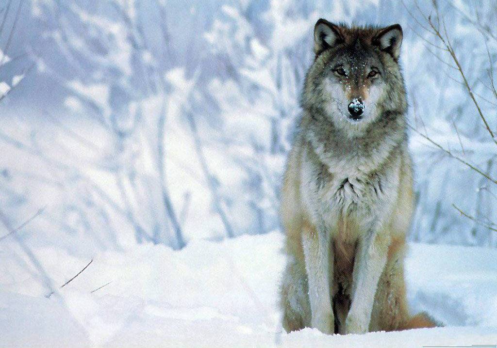 Animals For > Cool Wolf Wallpapers Hd