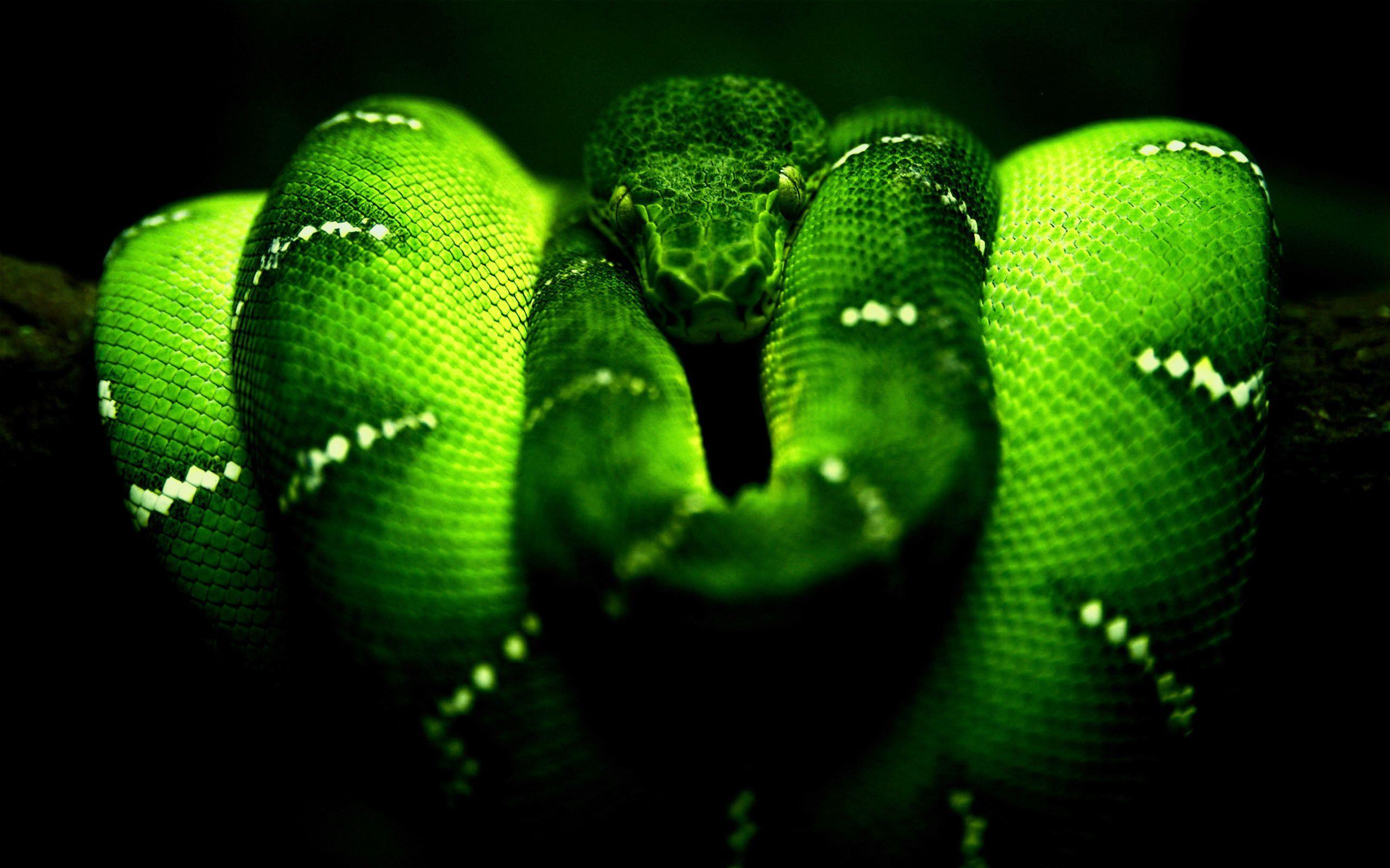 Snake Desktop Wallpapers