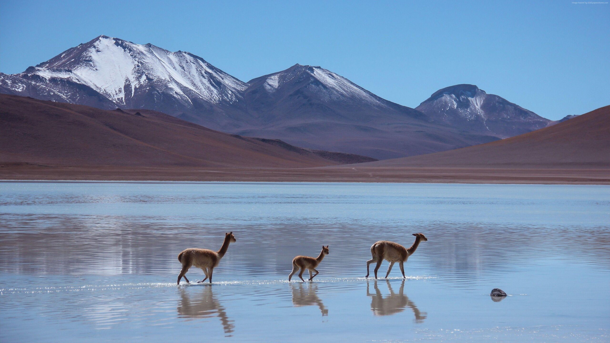 Wallpapers Lama, Laguna Blanca, Bolivia, mountains, Animals