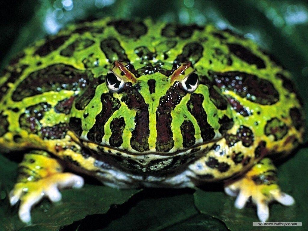 Frog Wallpaper!