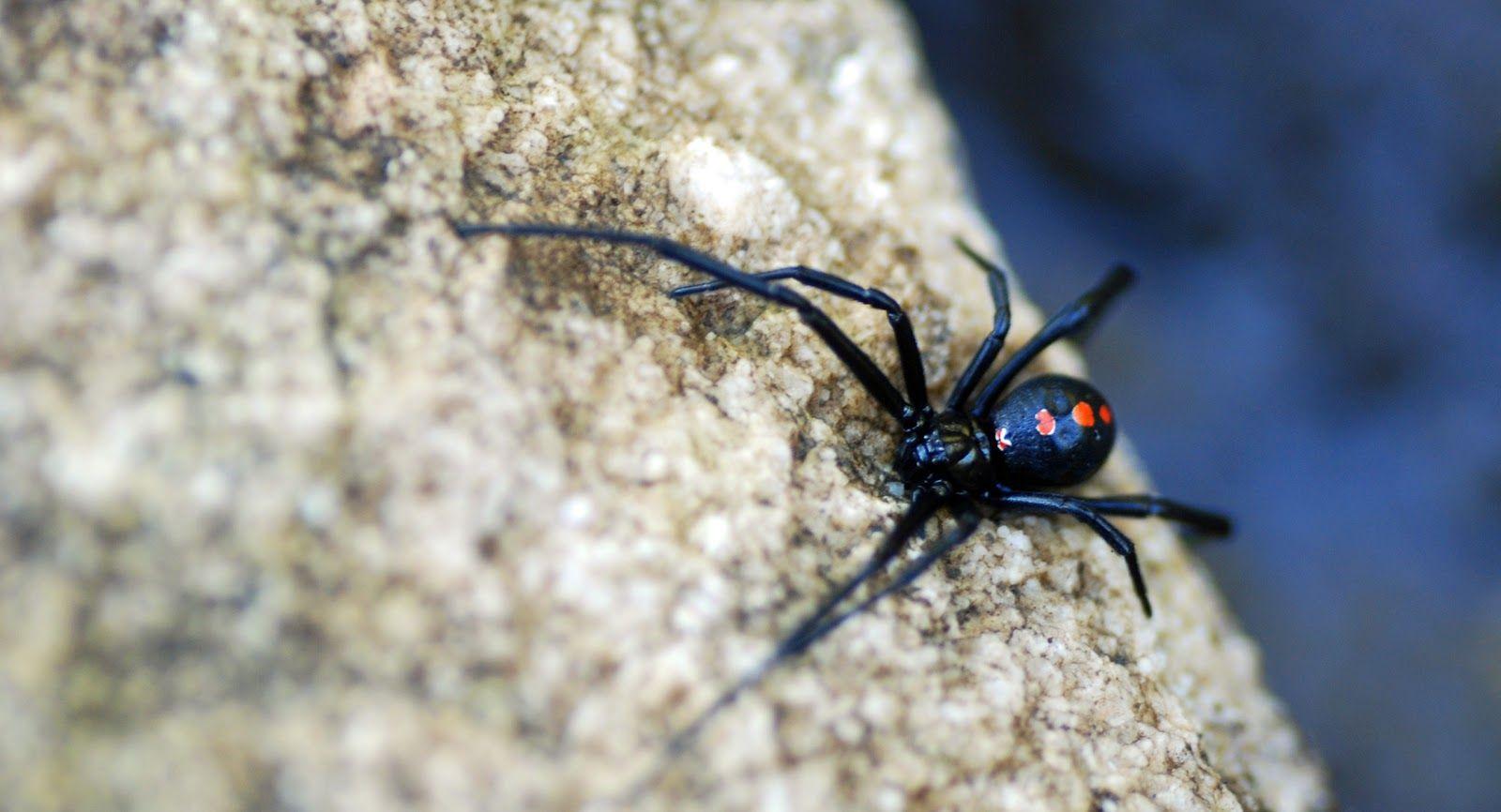 MObugs: Northern Black Widow