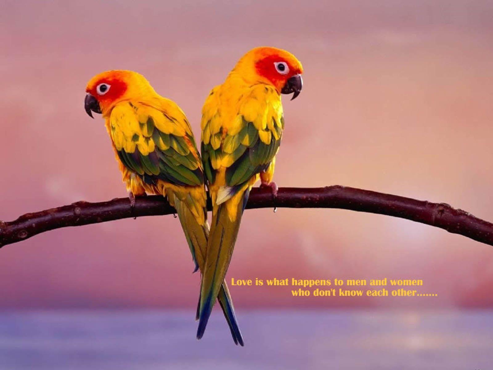wallpapers: Love Birds Wallpapers