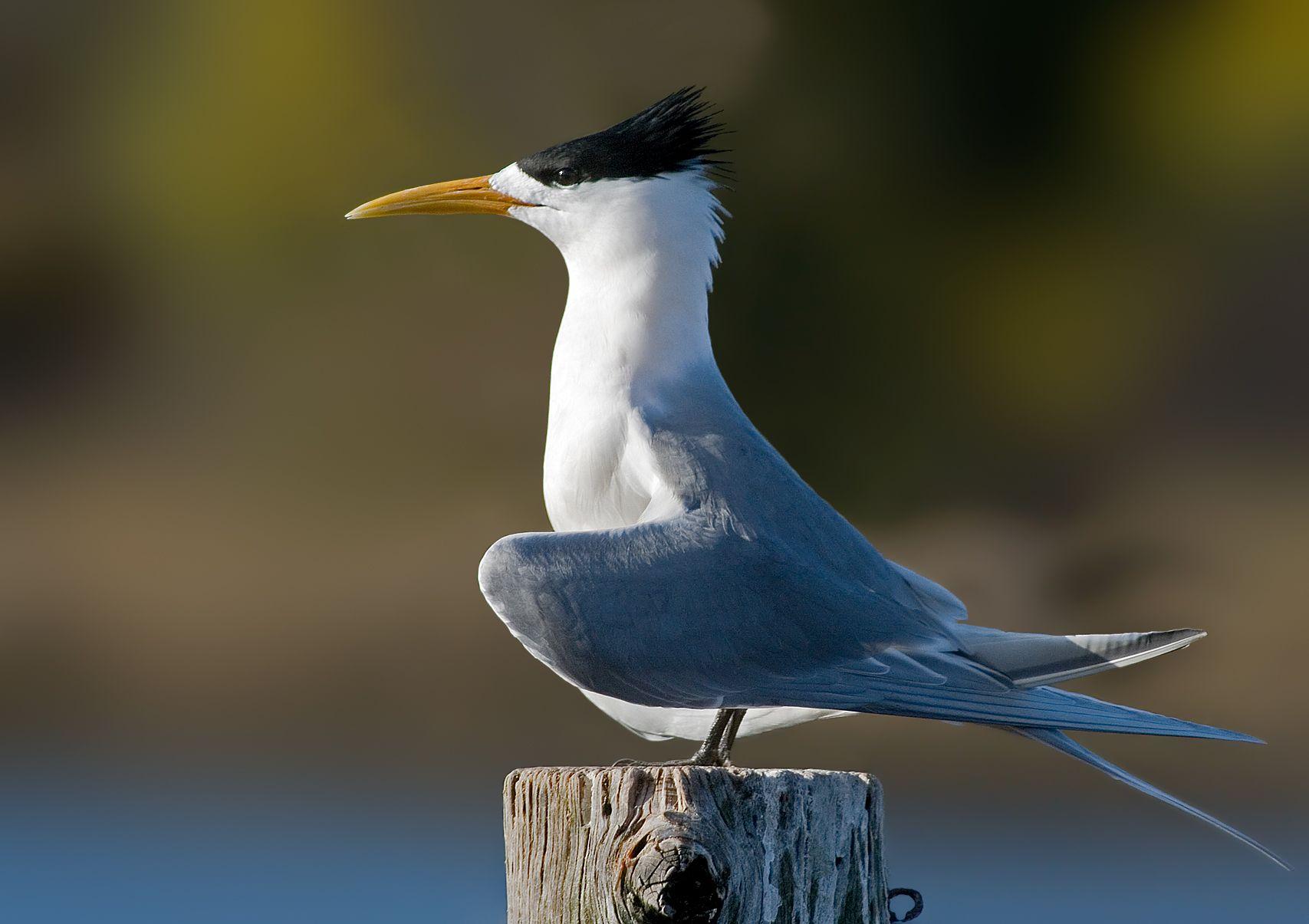 Greater crested tern