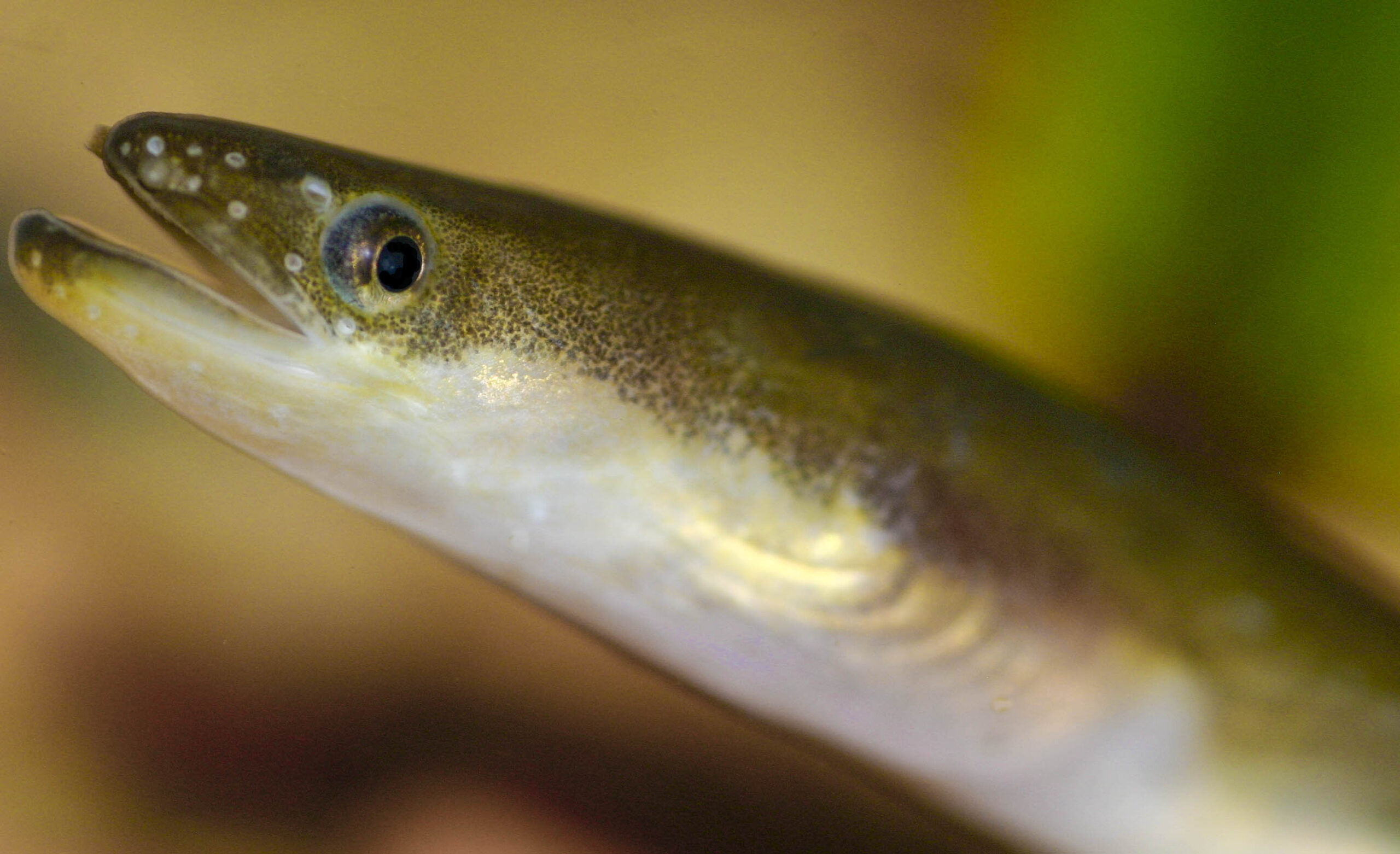 Japanese eel photo and wallpaper. Cute Japanese eel pictures