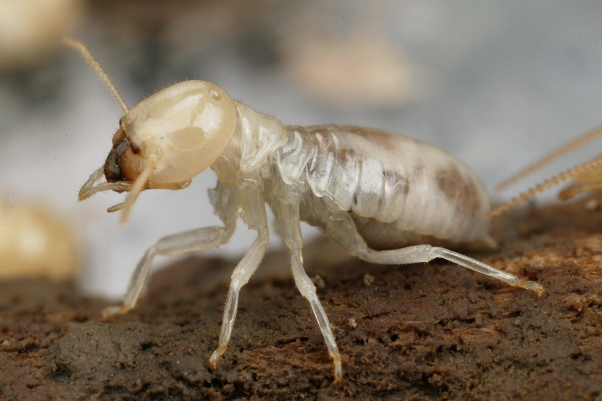 Termites Wallpapers High Quality