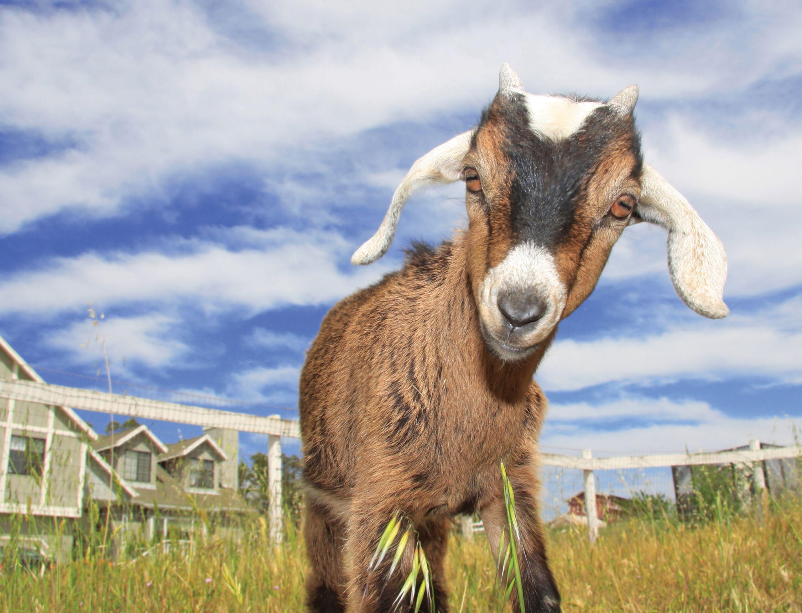 Cute Goats Wallpapers, Pictures, Image