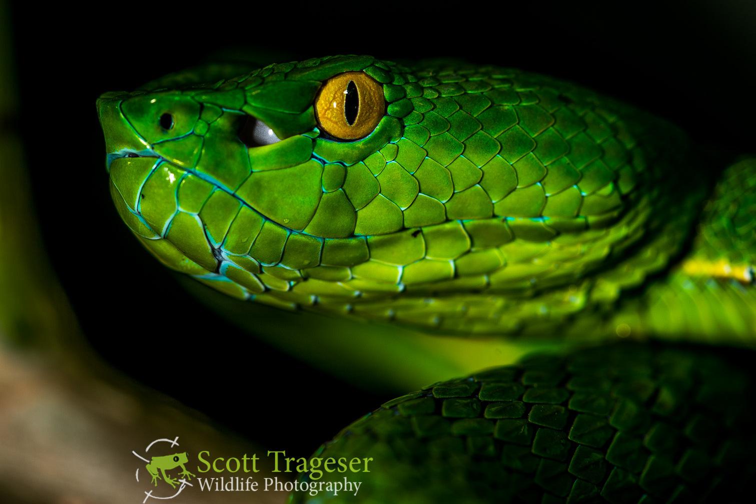 Vogel’s Pit Viper – Reptiles and Amphibians of Bangkok