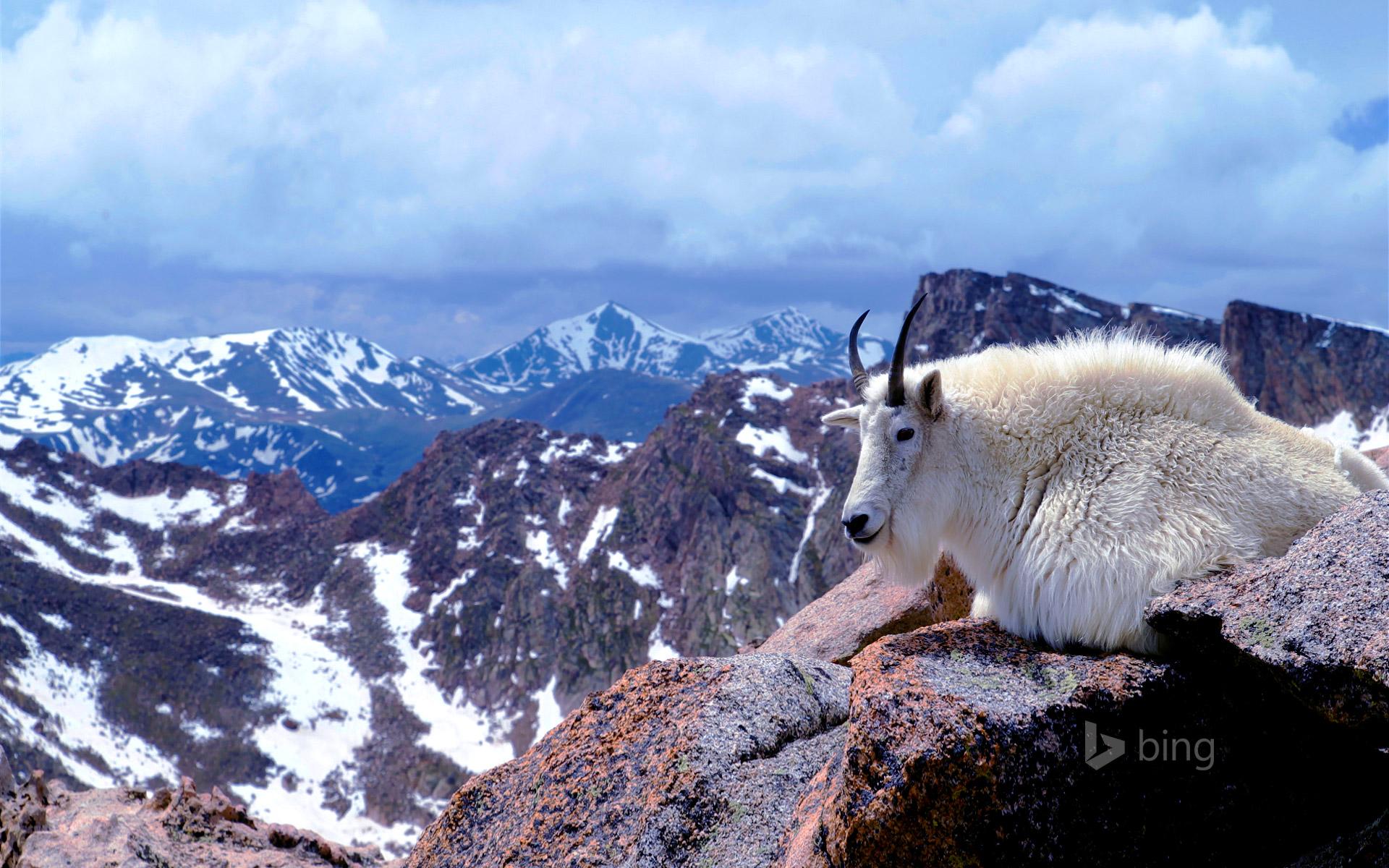 Mountain goat on Mount Evans, near Denver, Colorado