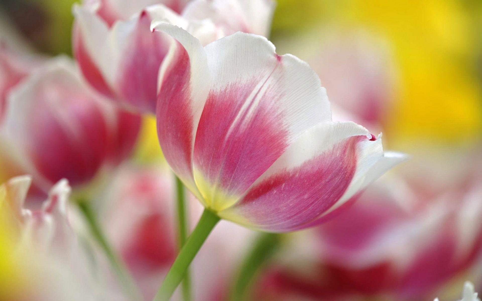 Free Tulip Backgrounds Wallpapers