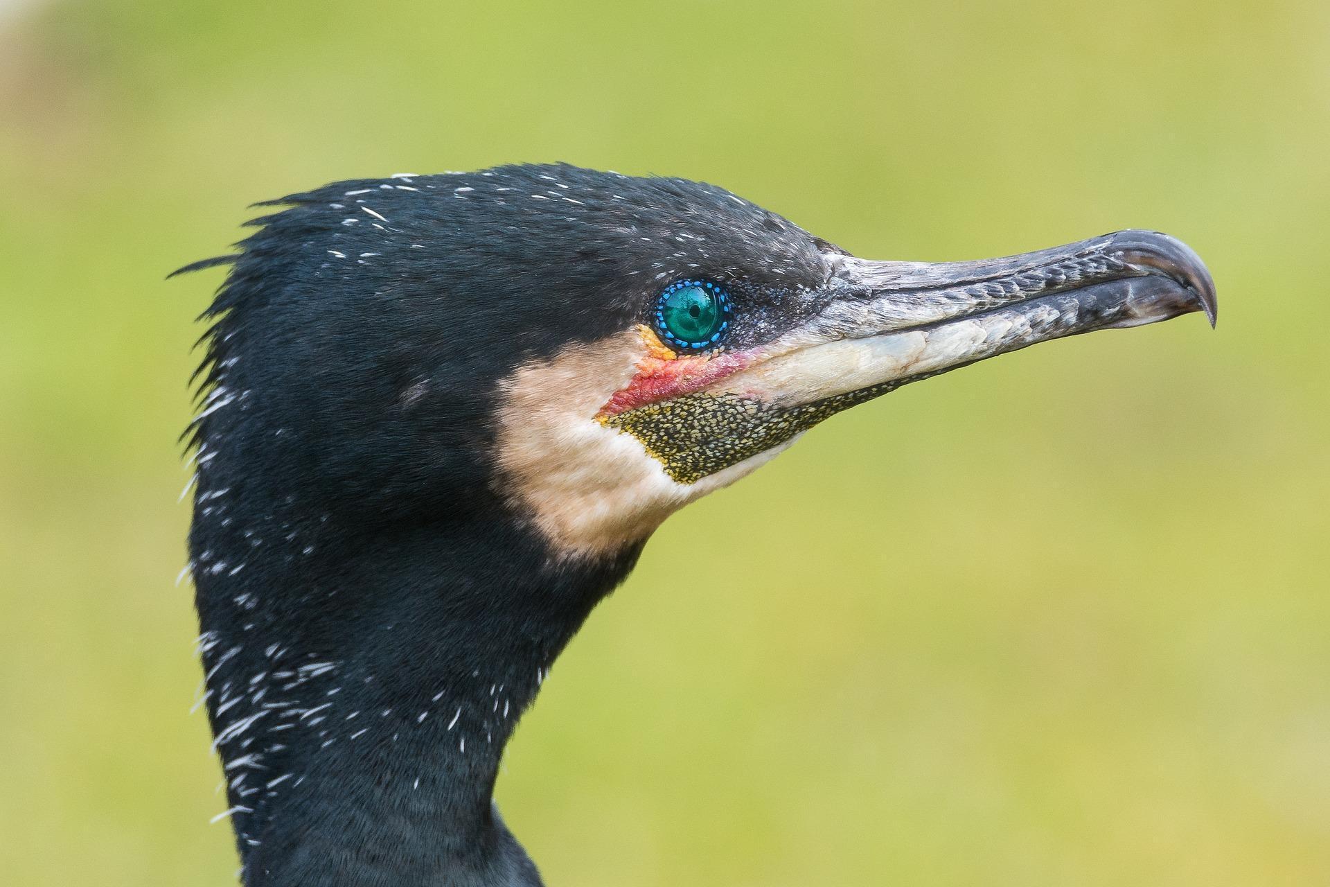 Cormorant Wallpapers HD for Android