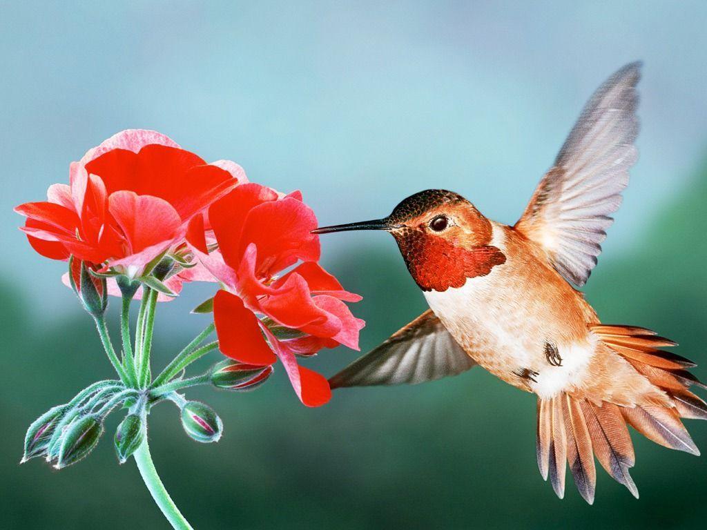 Rufous Hummingbird HD Wallpapers