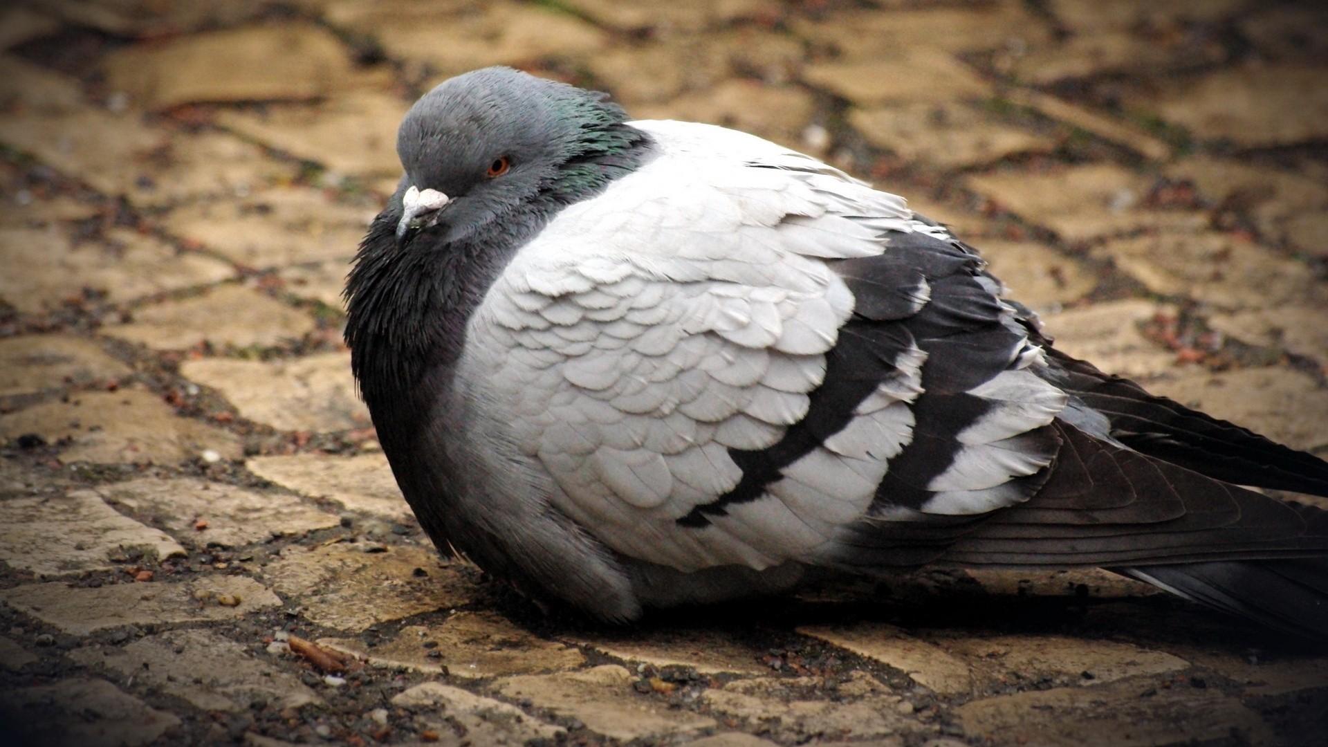 Pigeons HD Wallpapers