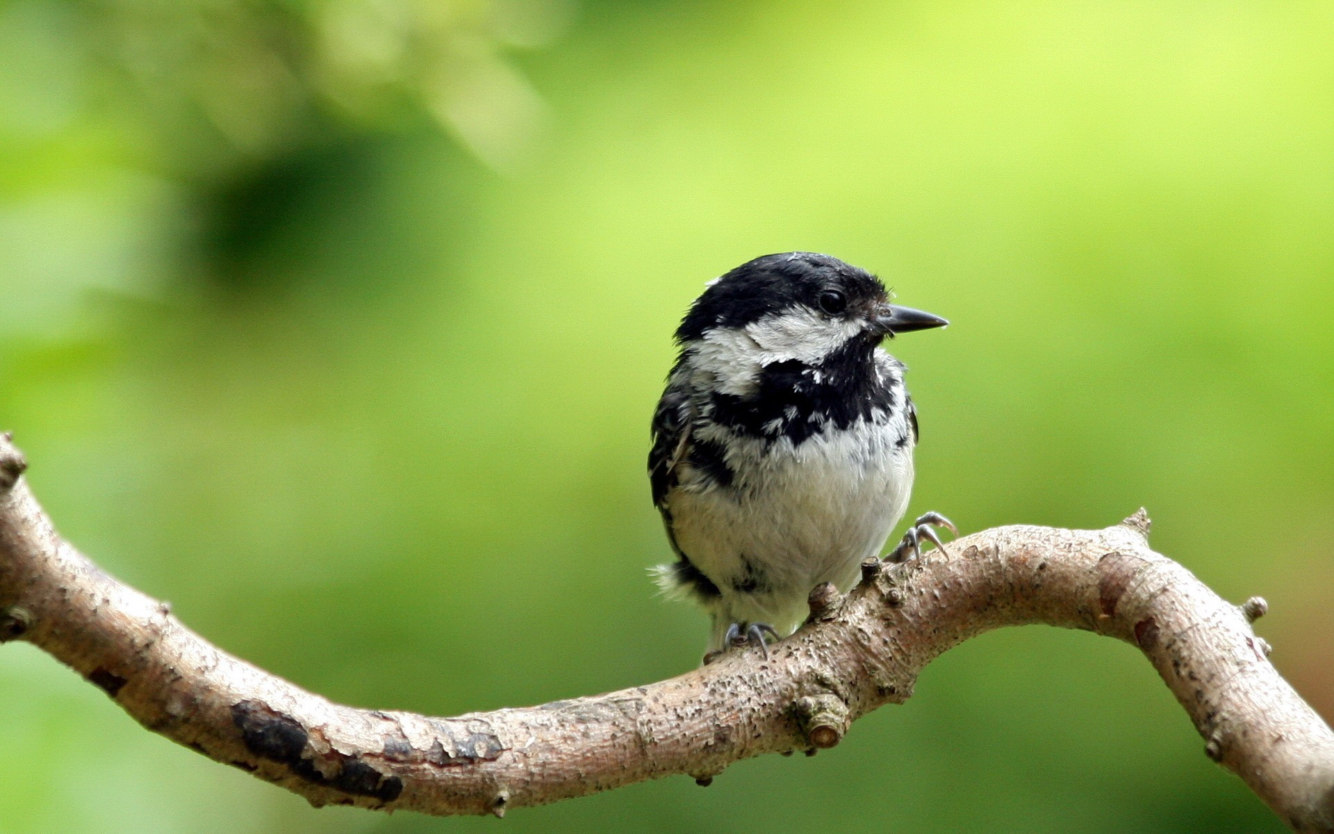 Sparrow HD Wallpaper, Backgrounds Image