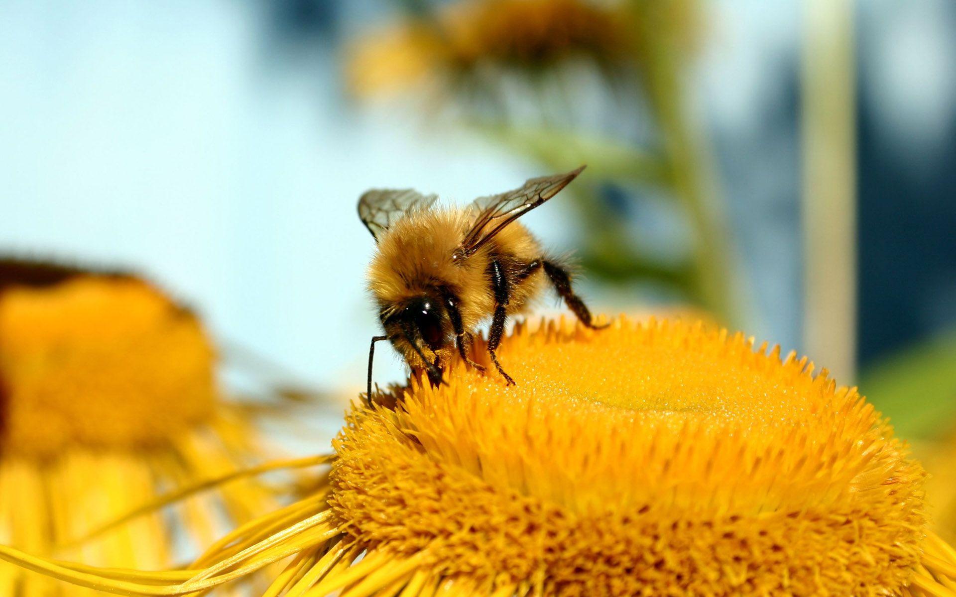 Honey Bee Desktop Wallpapers 10642