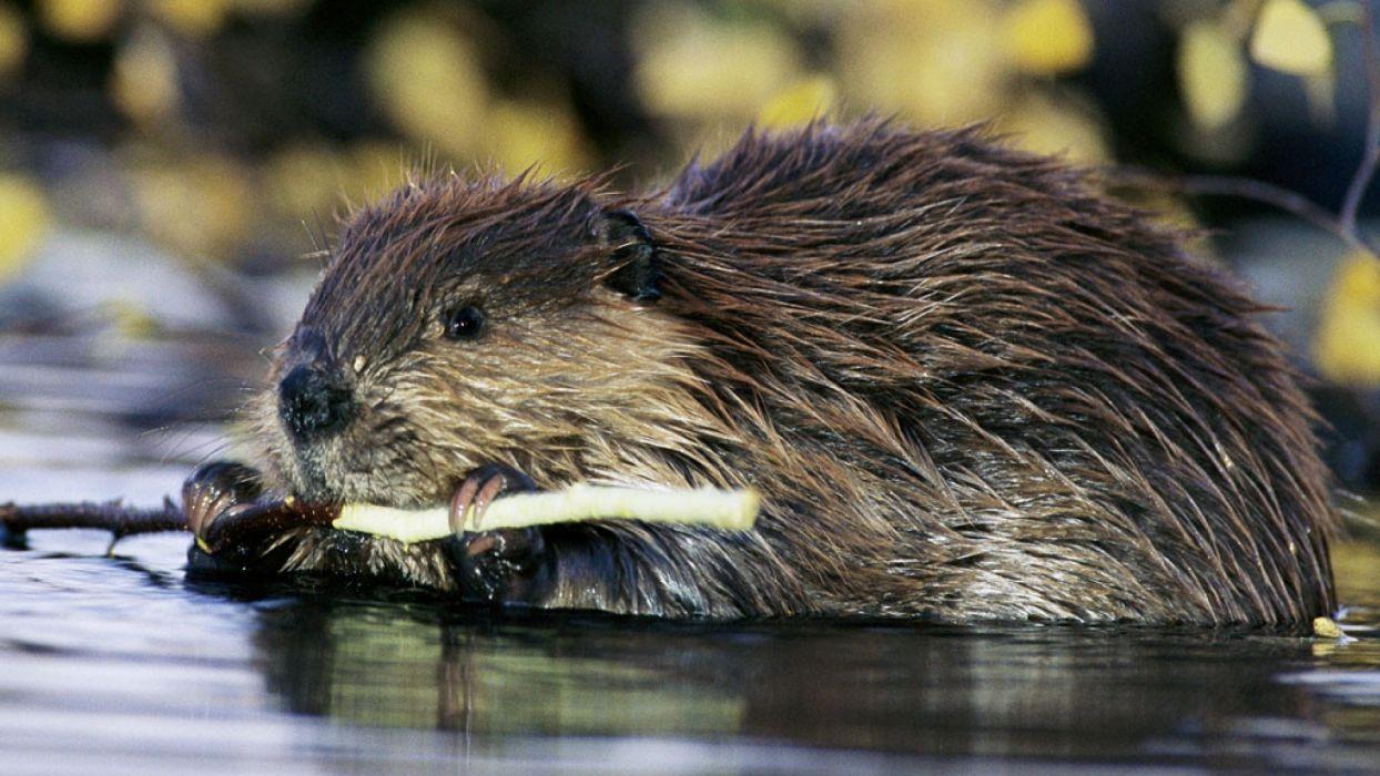 BEAVER rodent castor wallpapers