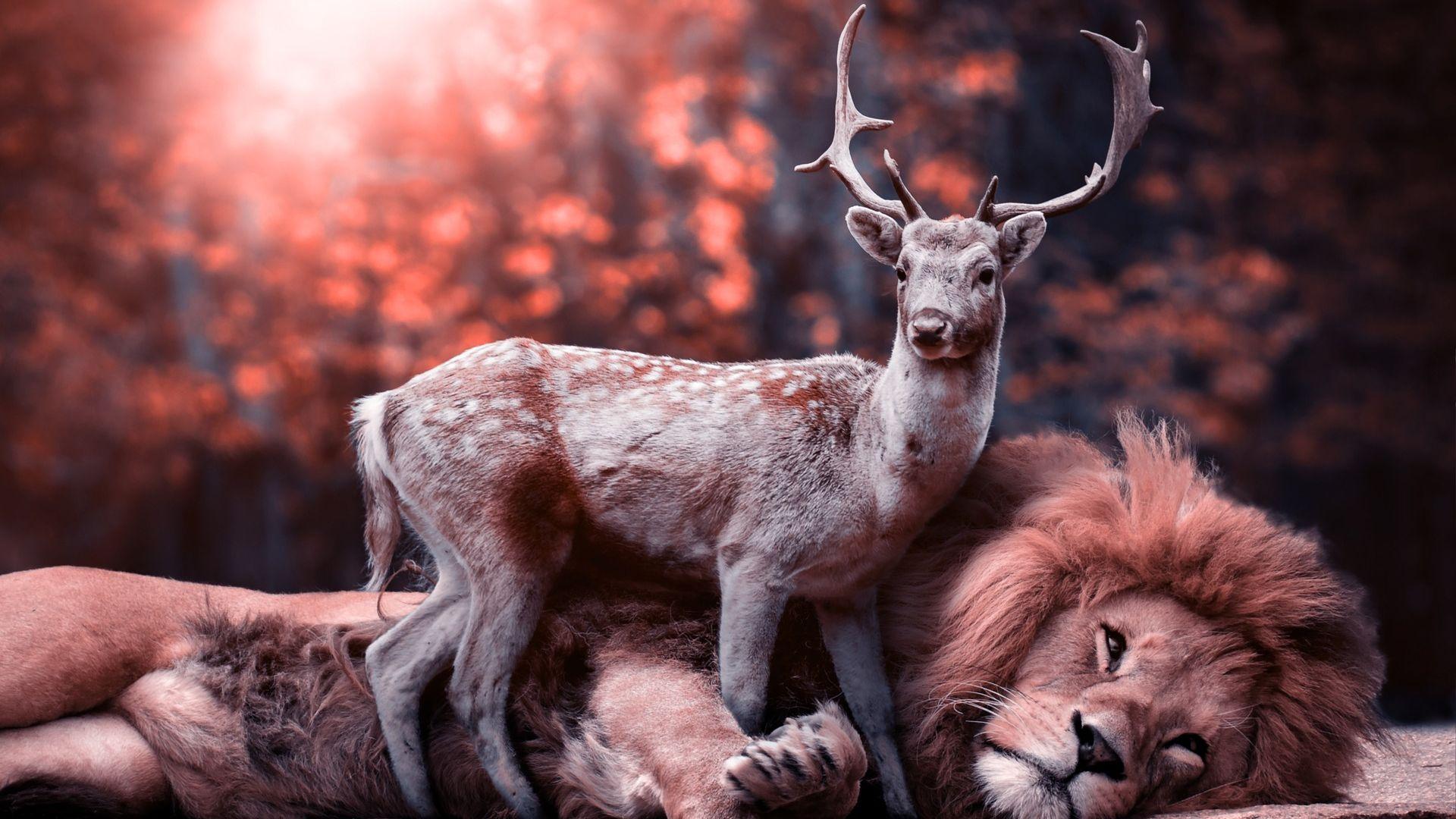 Lion and Deer Wallpapers HD