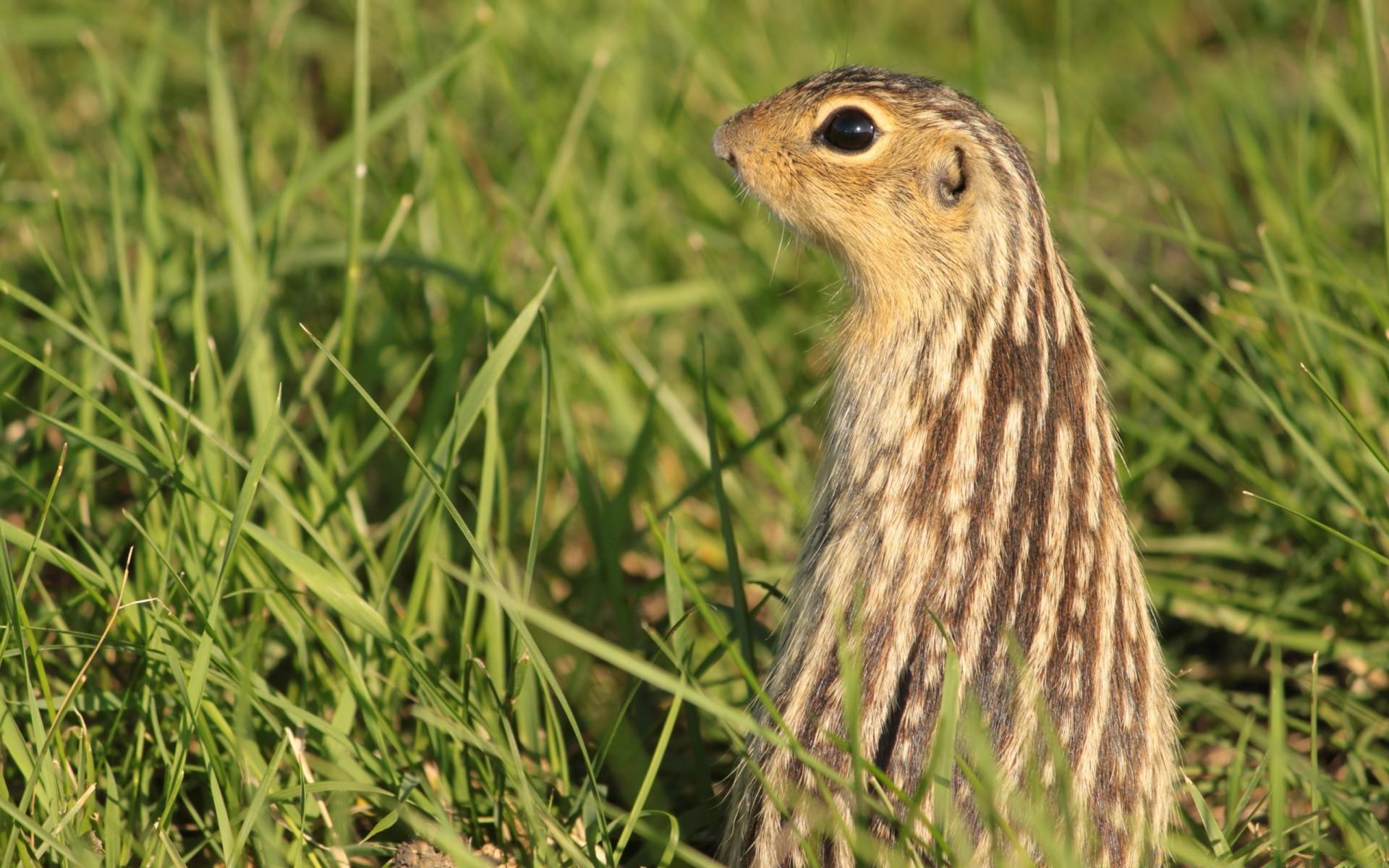 Gopher