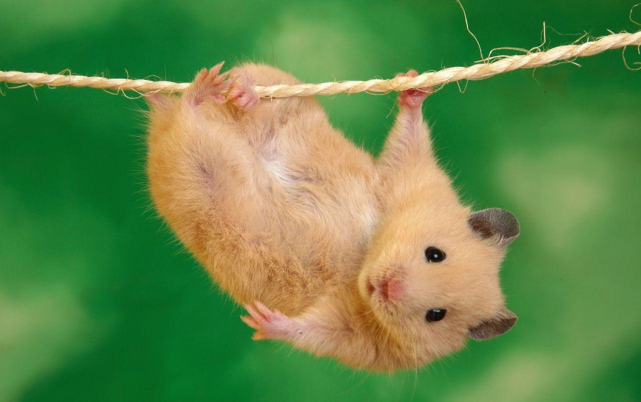 Hanging hamster wallpapers