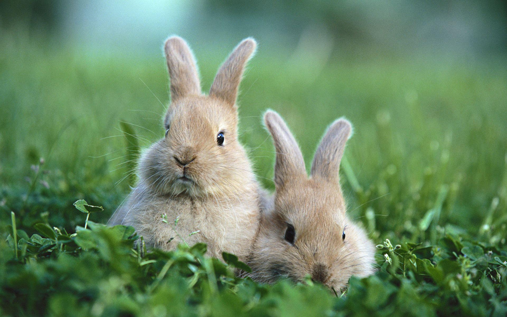 Rabbit Computer Wallpapers, Desktop Backgrounds Id: 211589