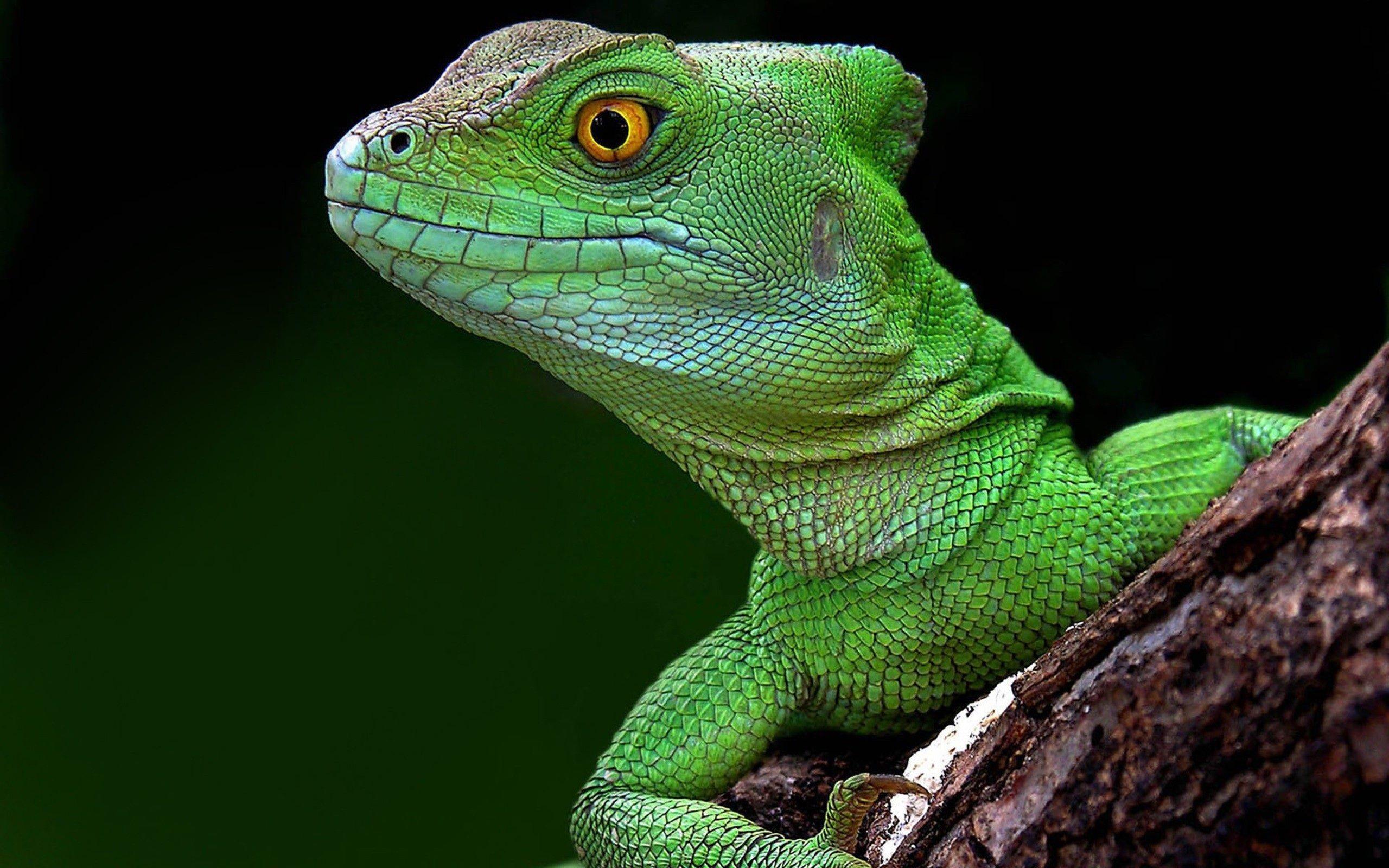 Head Green Lizard Wallpapers