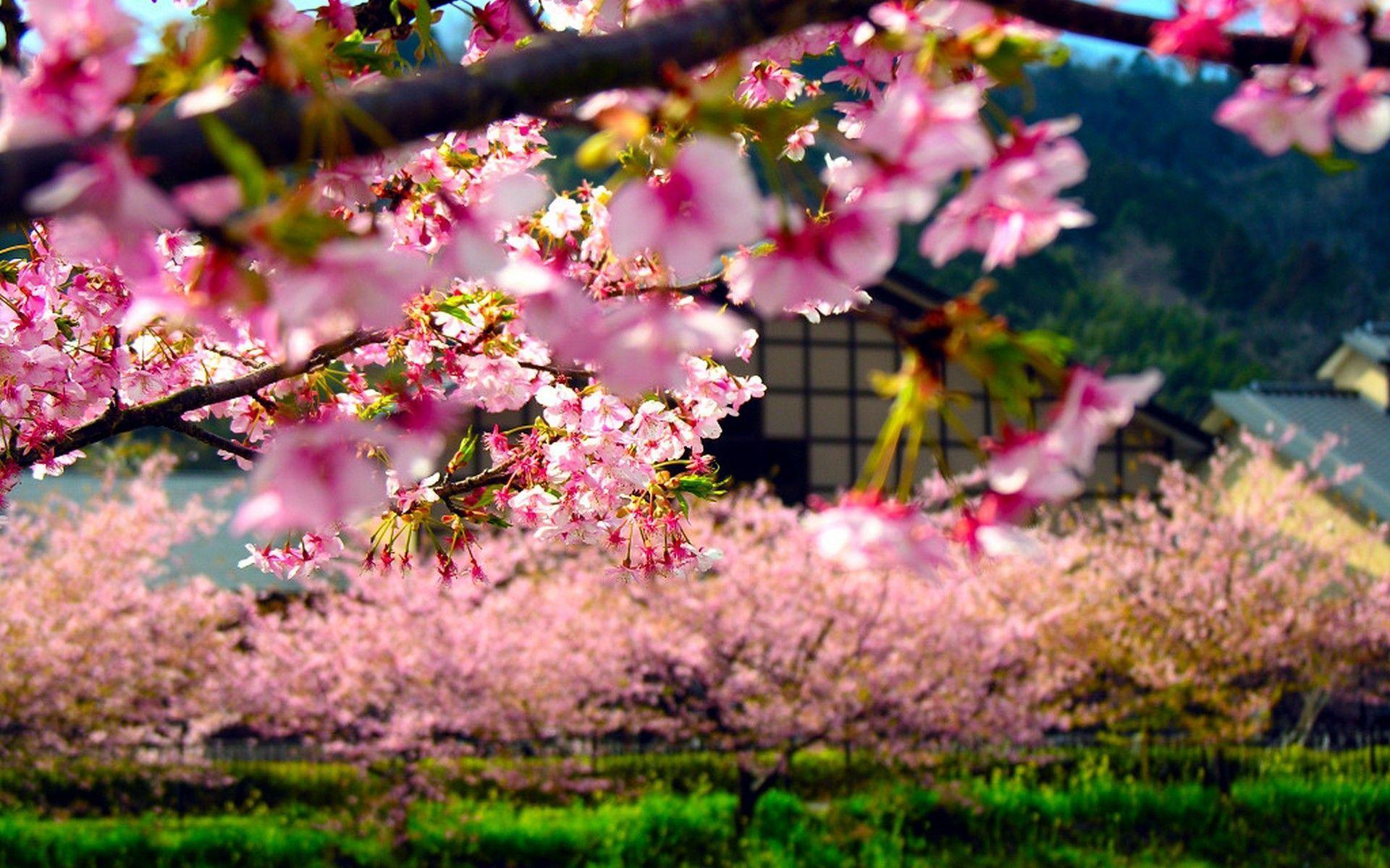 Spring in Japan widescreen wallpapers