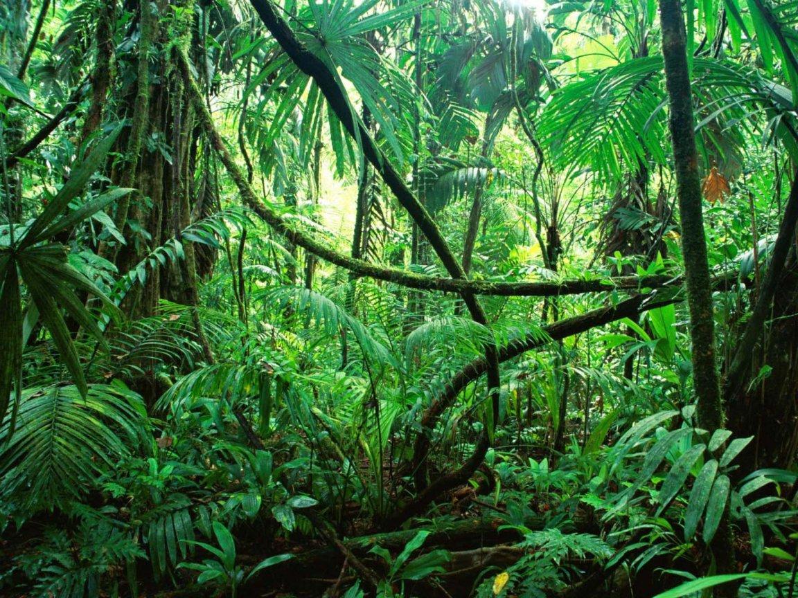 Amazon Rainforest Wallpapers – Scalsys