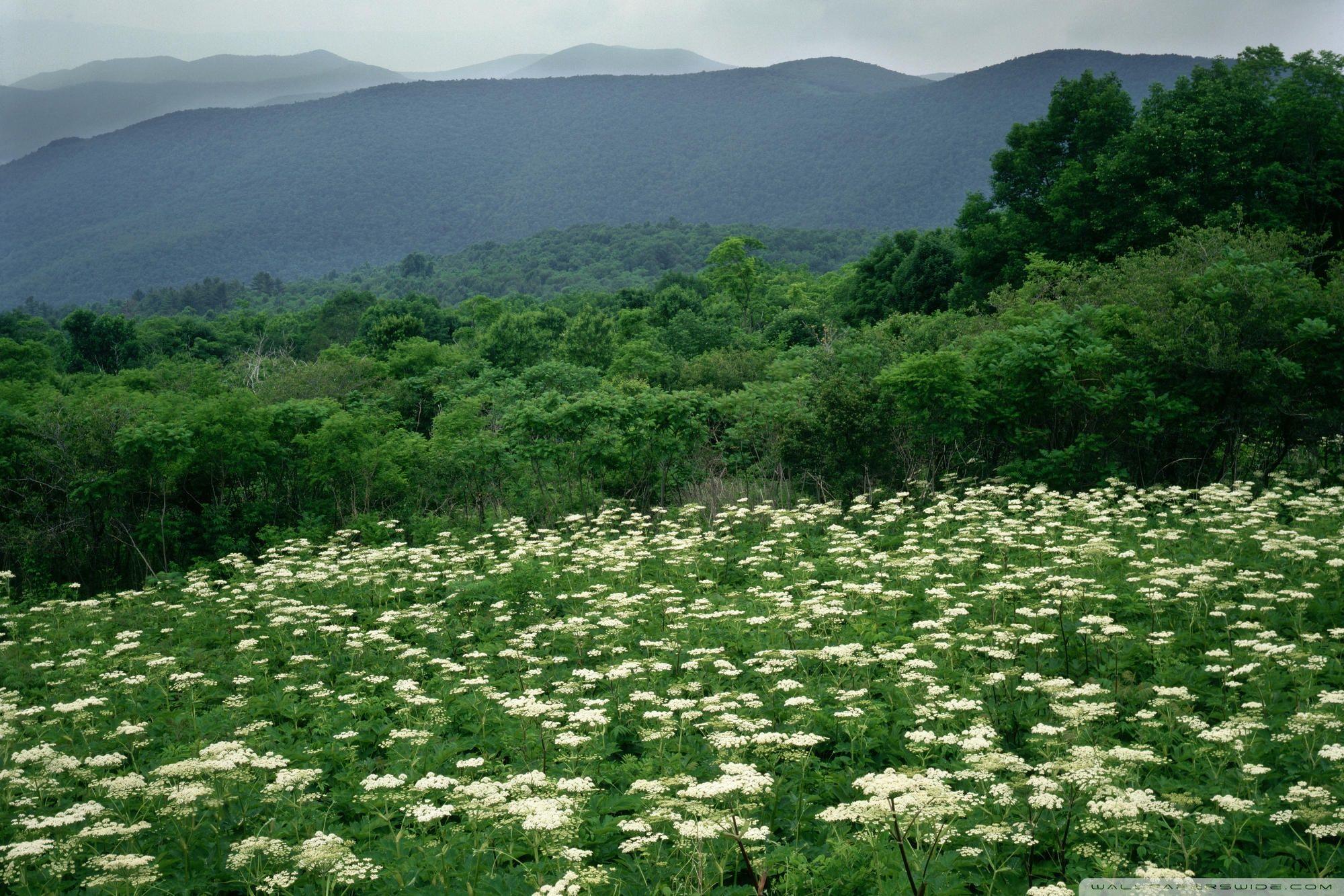 Field Of Cow Parsnip In Bloom Shenandoah National Park Virginia