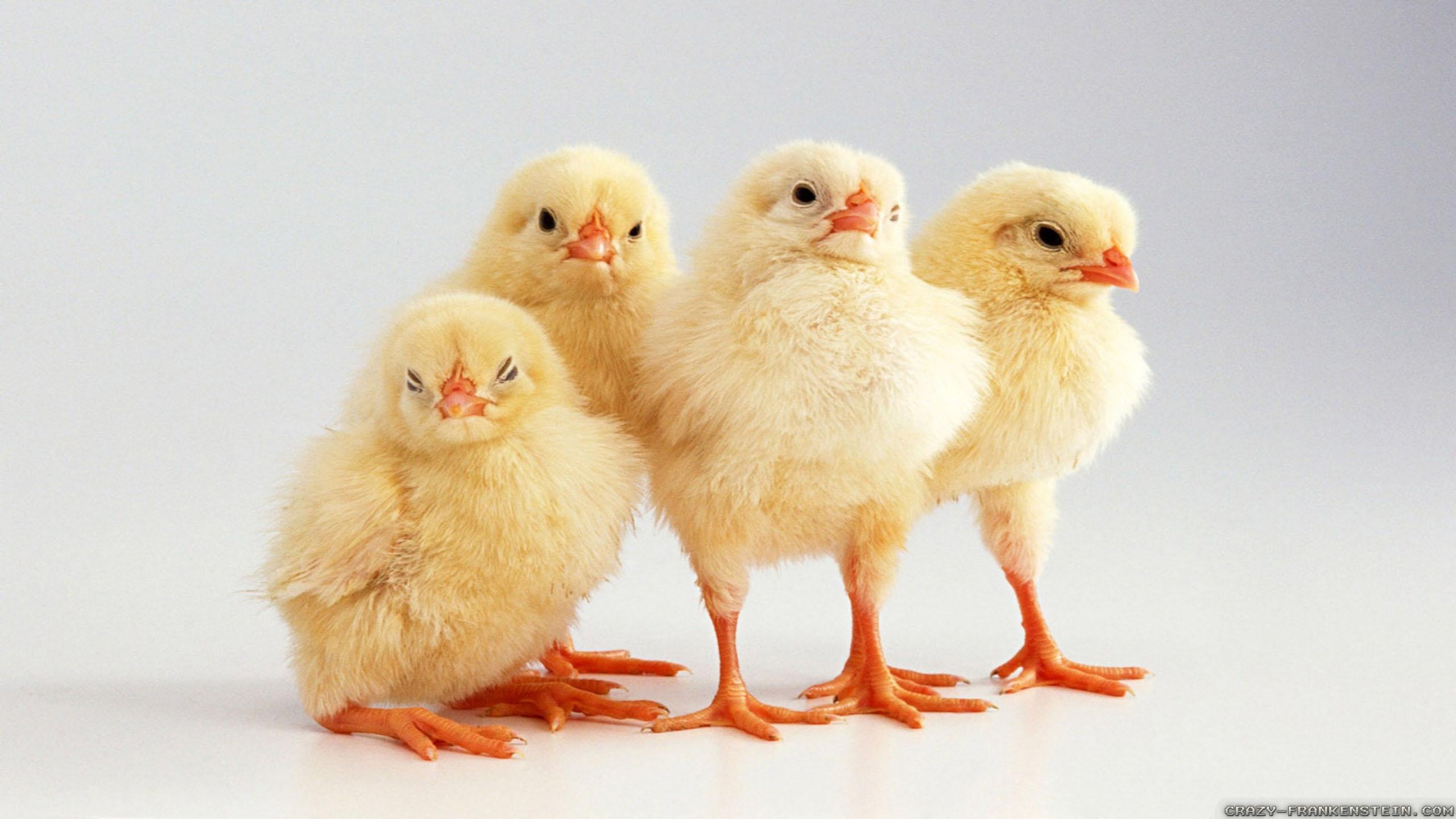 Hen Wallpapers