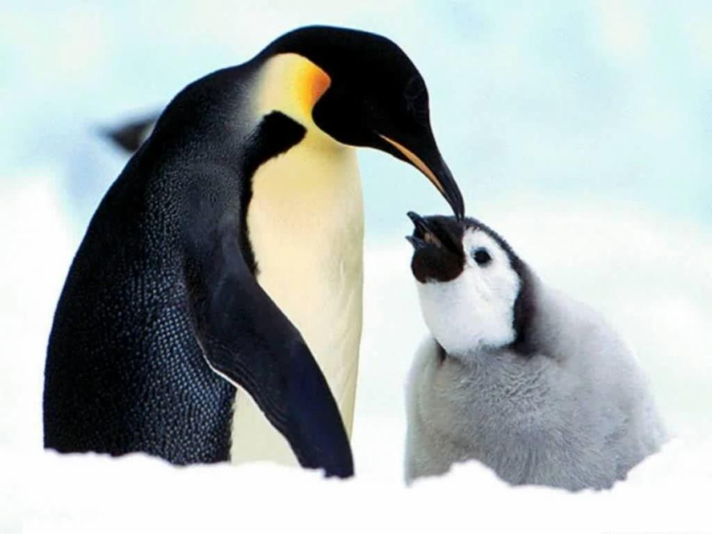 Penguin Wallpapers for Your Computer